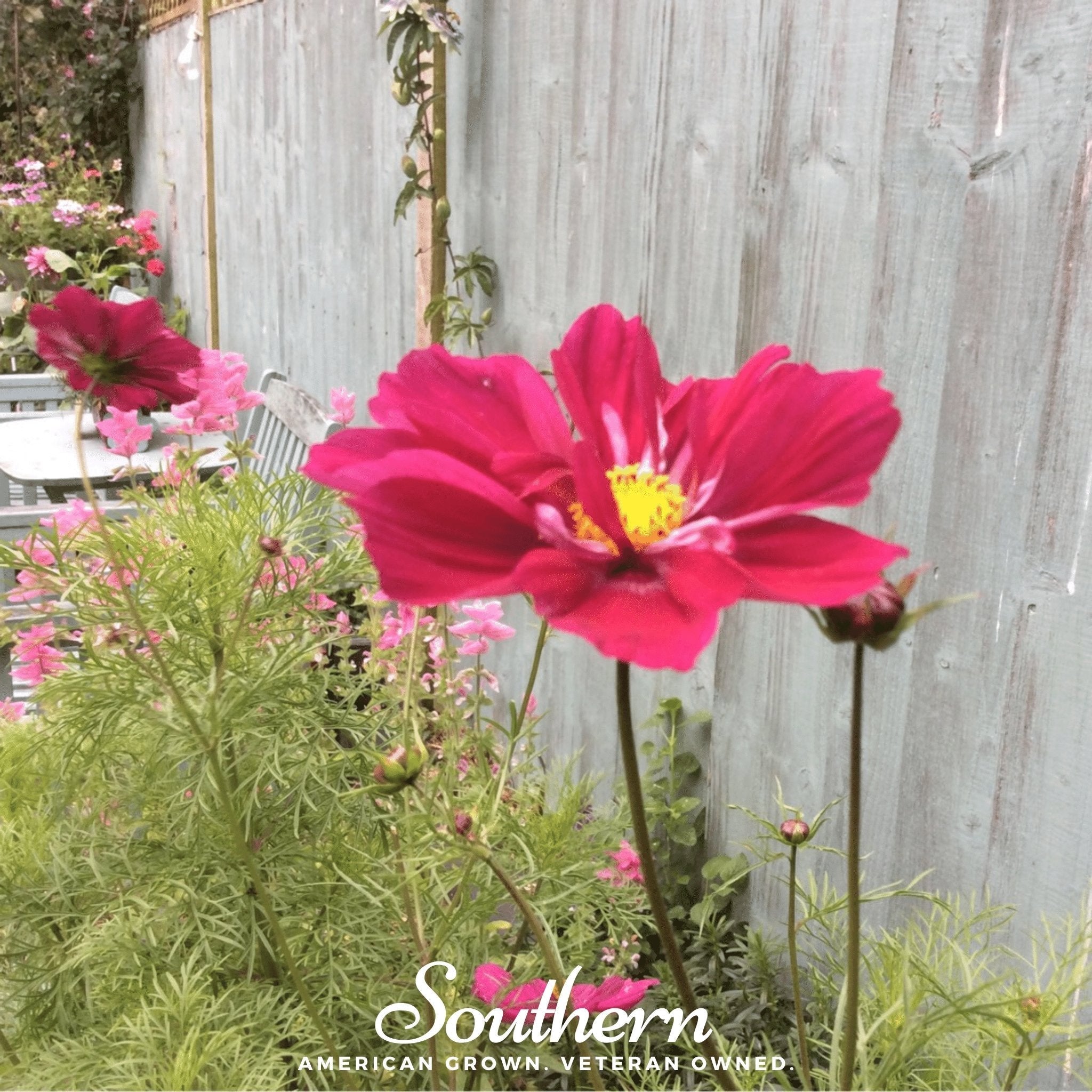 Dazzler Cosmos – 100 Seeds | Seeds | Wiccan Center