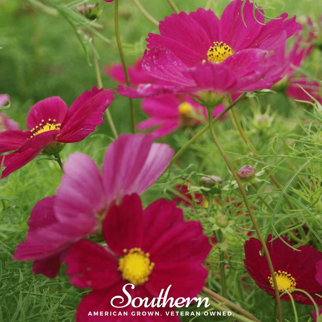 Dazzler Cosmos – 100 Seeds | Seeds | Wiccan Center