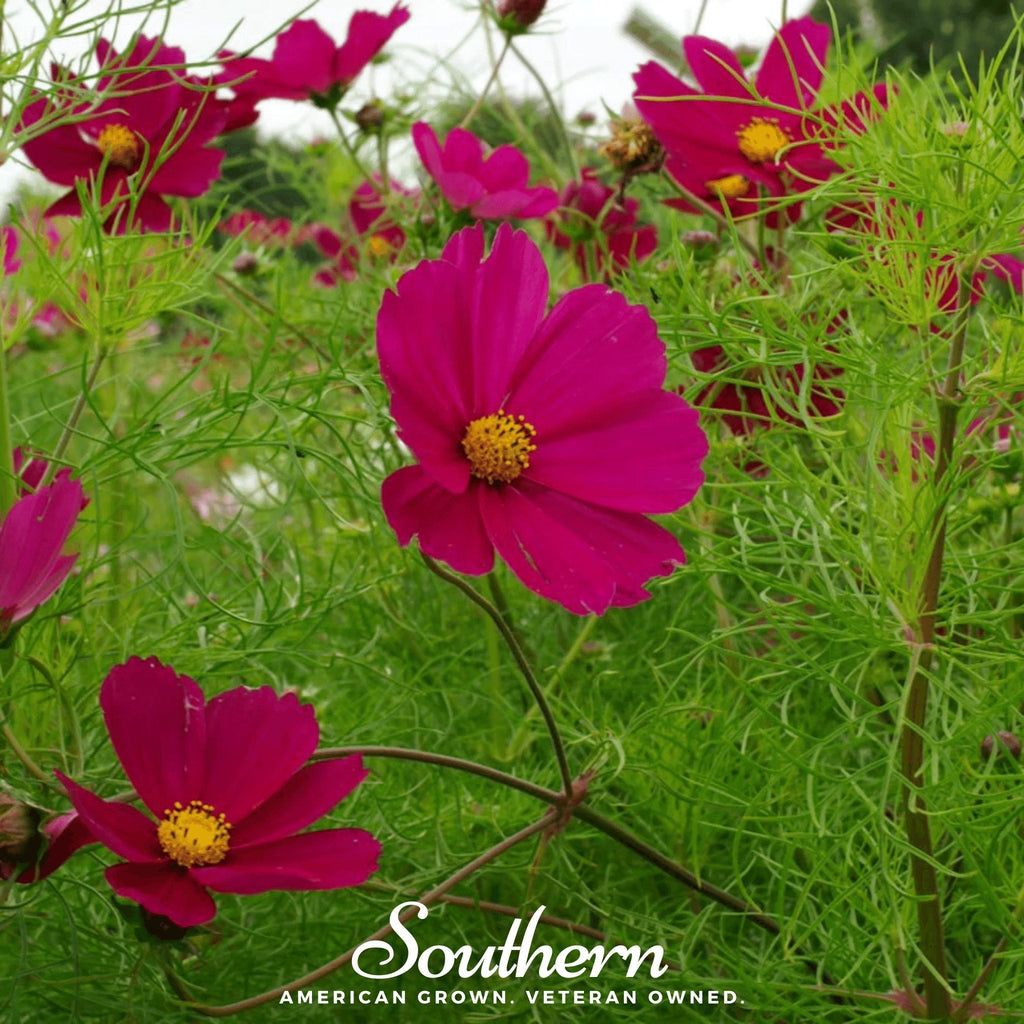 Dazzler Cosmos – 100 Seeds | Seeds | Wiccan Center