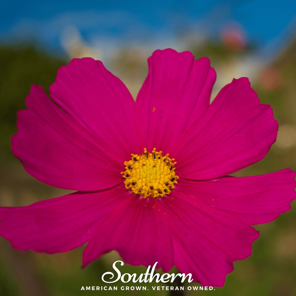 Dazzler Cosmos – 100 Seeds | Seeds | Wiccan Center