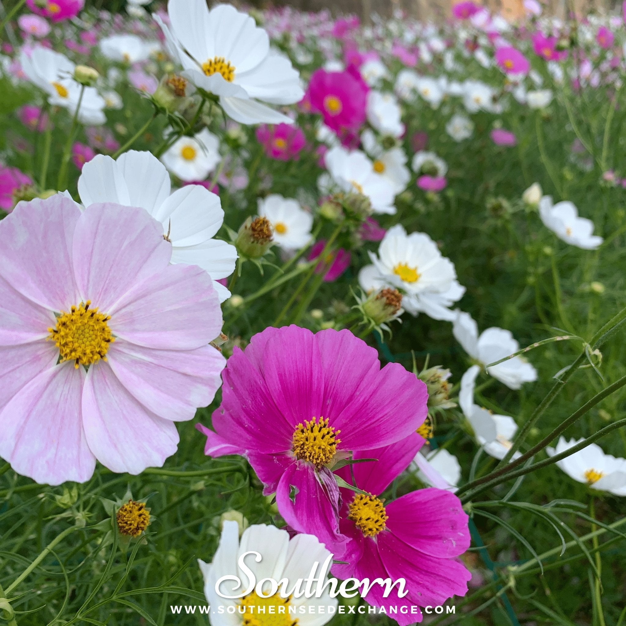 Dwarf Cosmos Mix – 100 Seeds | Seeds | Wiccan Center