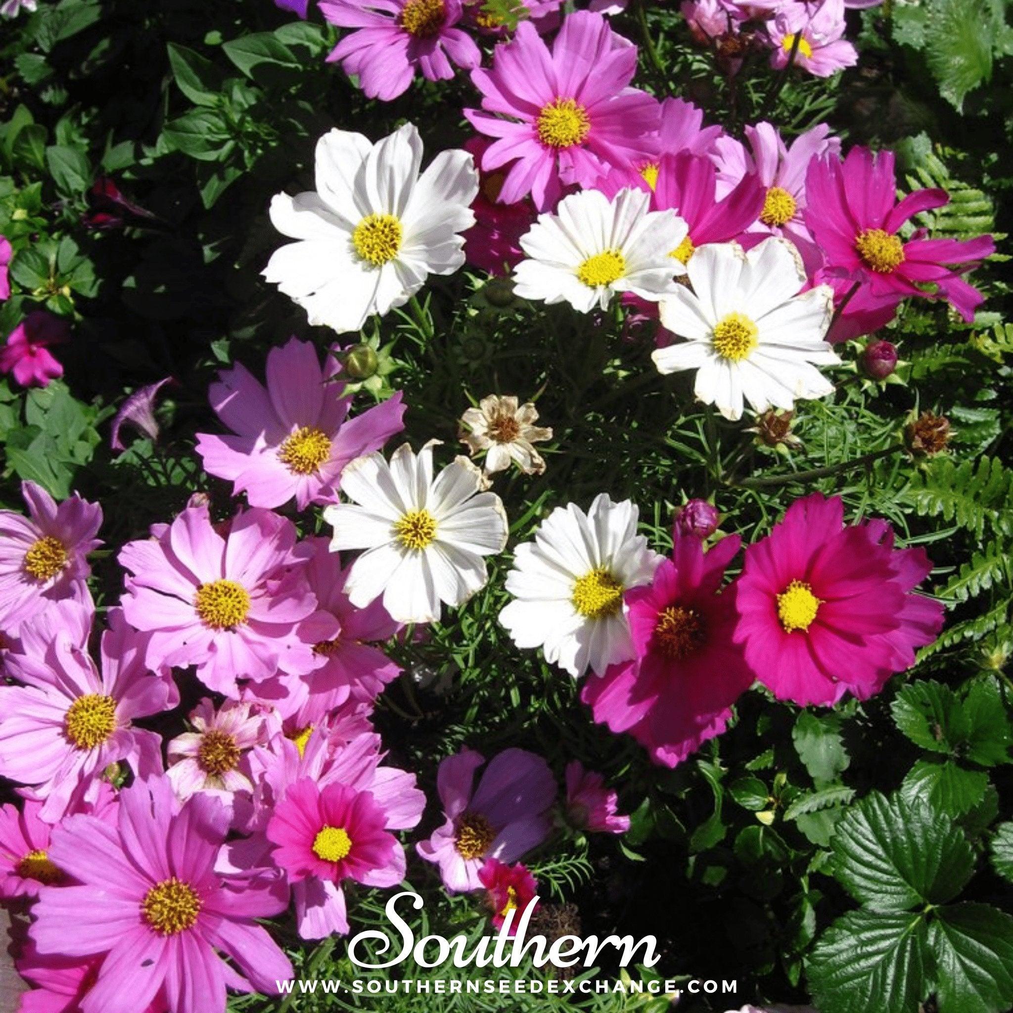 Dwarf Cosmos Mix – 100 Seeds | Seeds | Wiccan Center