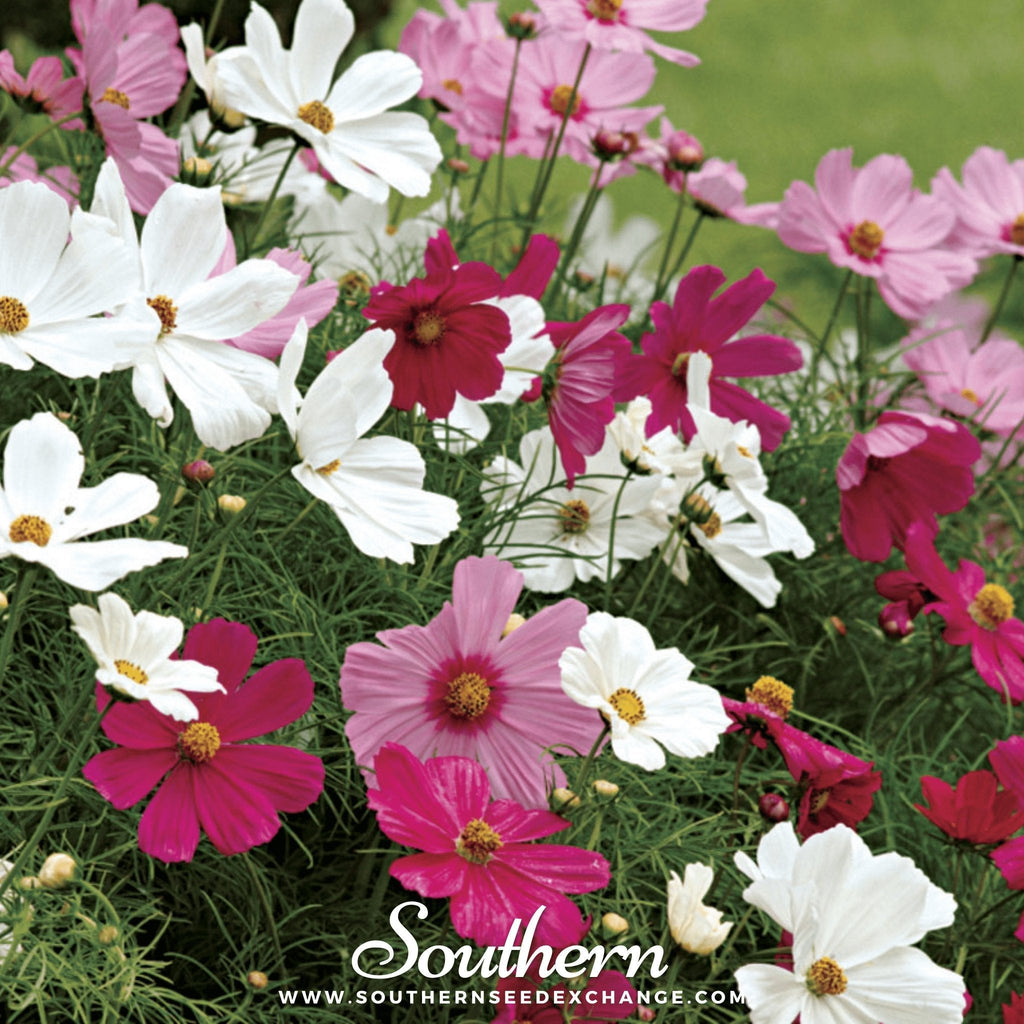 Dwarf Cosmos Mix – 100 Seeds | Seeds | Wiccan Center