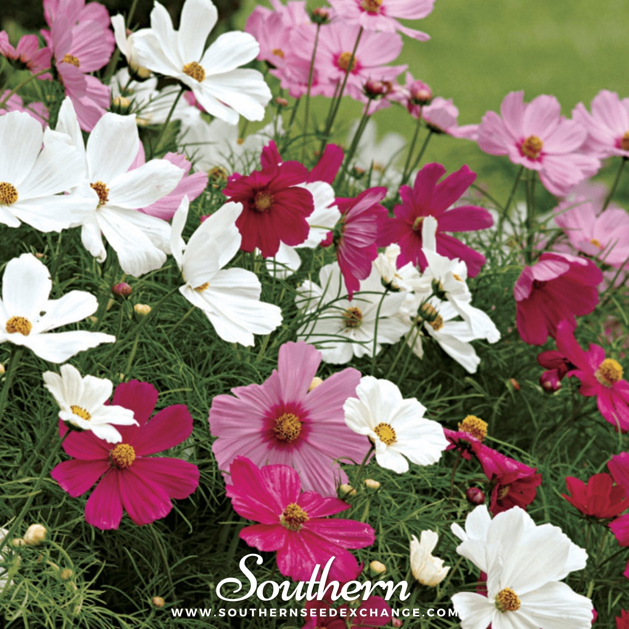 Dwarf Cosmos Mix – 100 Seeds | Seeds | Wiccan Center
