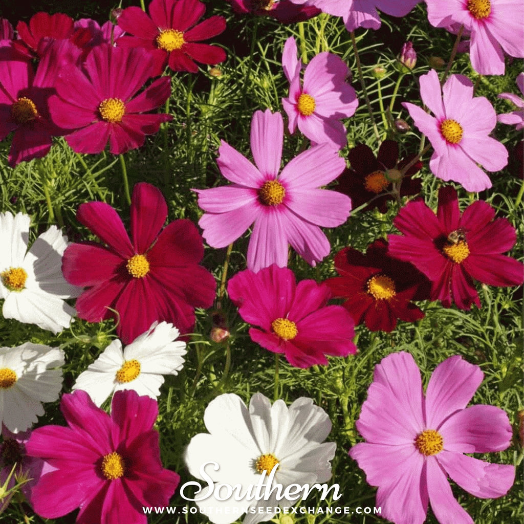 Dwarf Cosmos Mix – 100 Seeds | Seeds | Wiccan Center