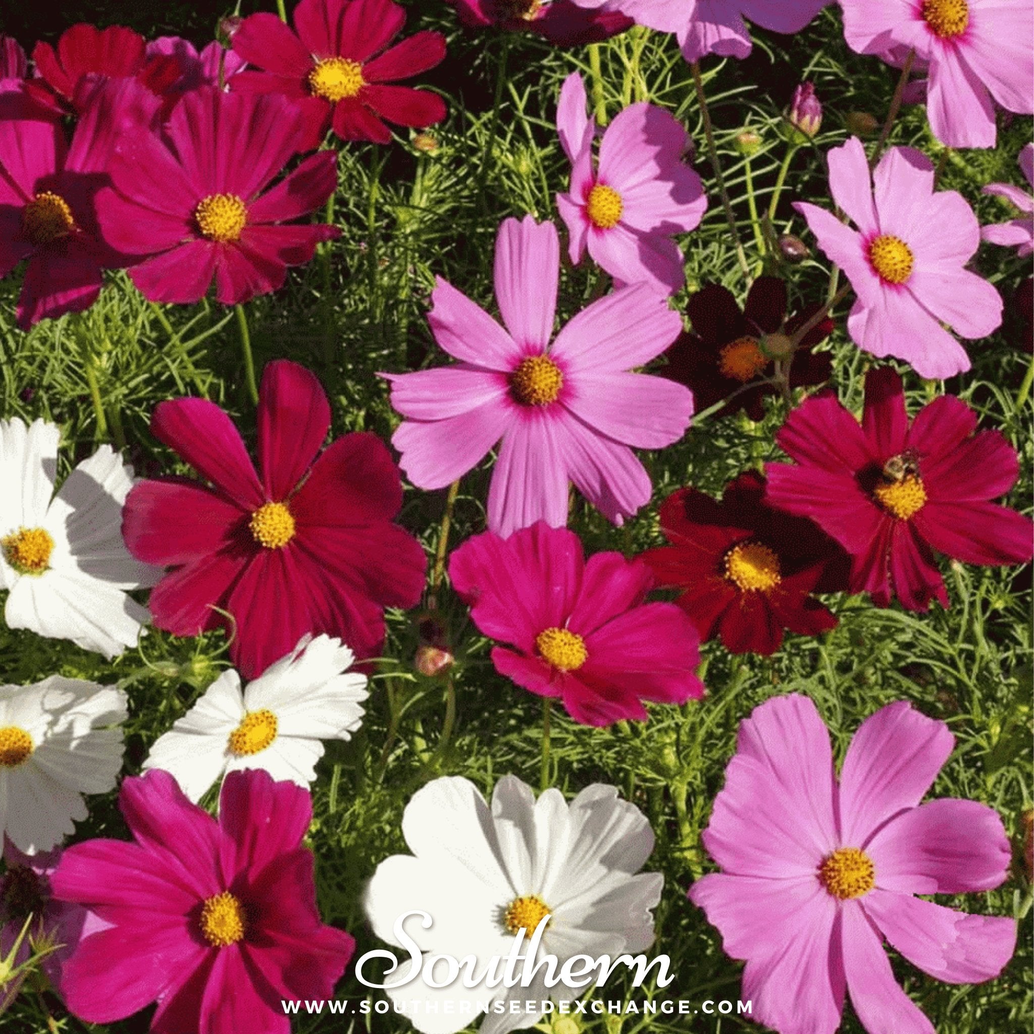 Dwarf Cosmos Mix – 100 Seeds | Seeds | Wiccan Center