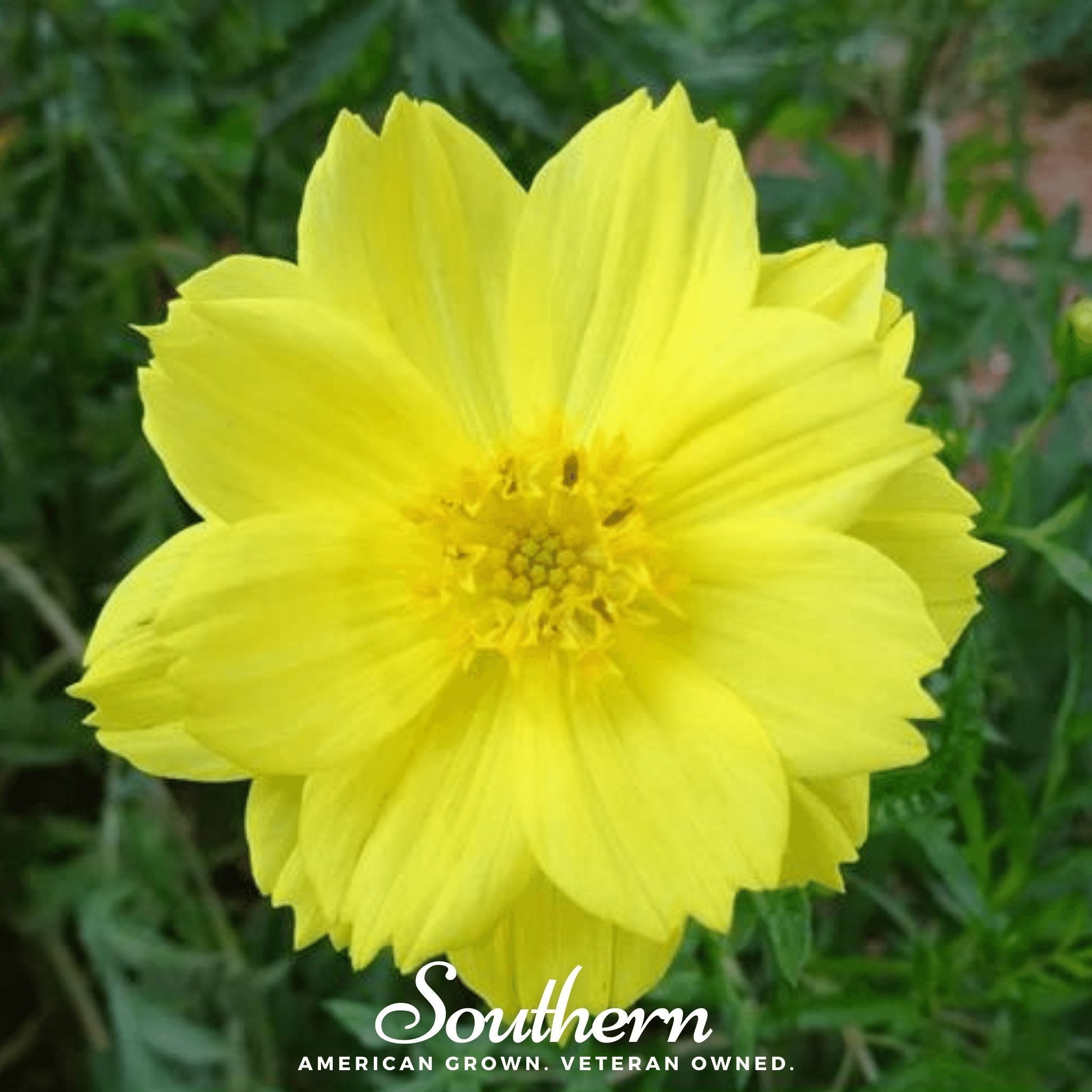 Lemon Sulphur Dwarf Cosmos – 100 Seeds | | Wiccan Center