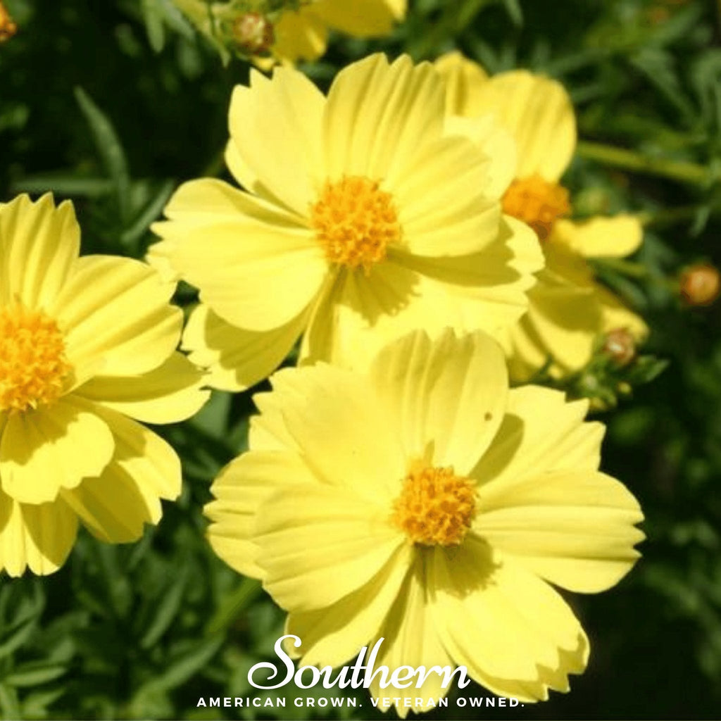 Lemon Sulphur Dwarf Cosmos – 100 Seeds | | Wiccan Center