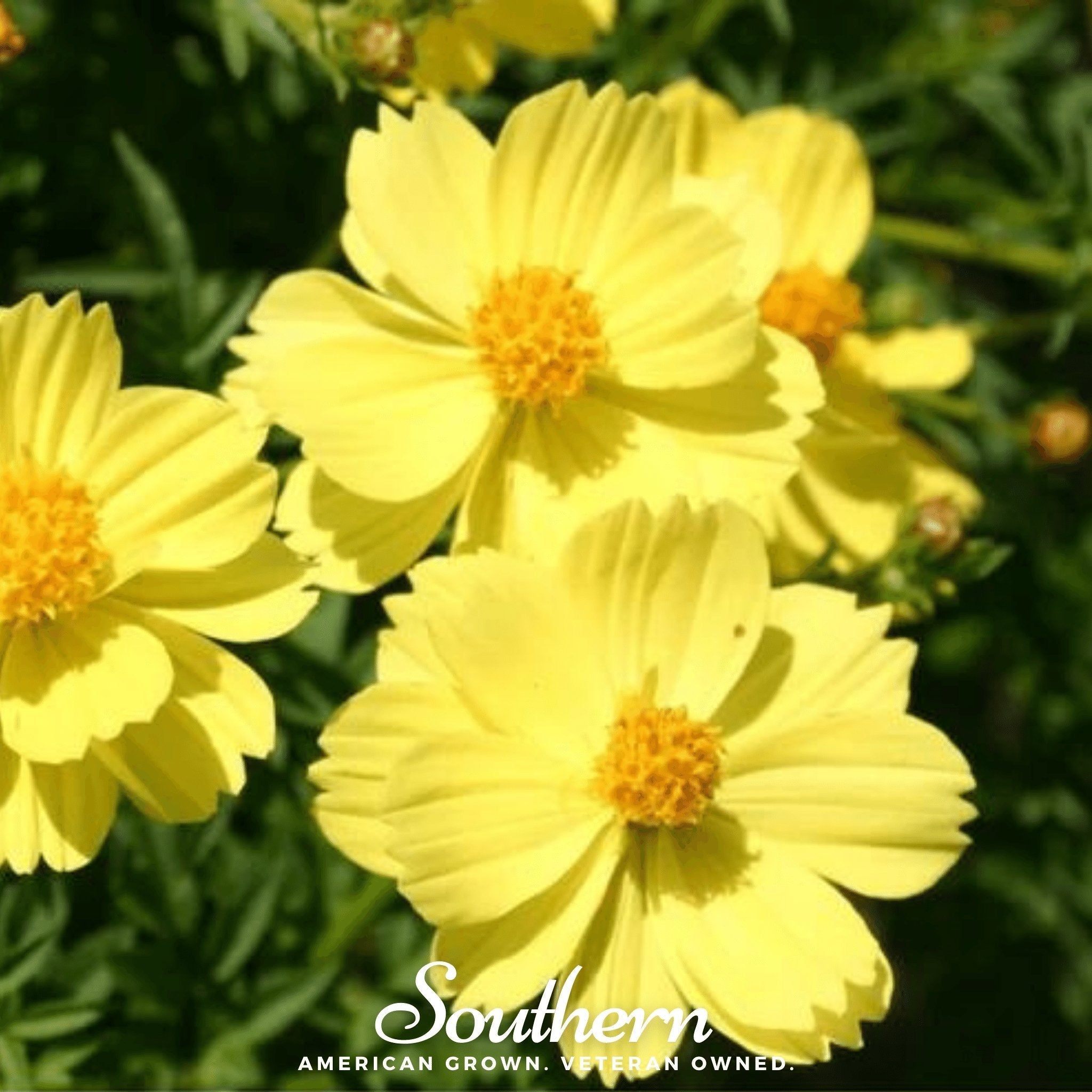Lemon Sulphur Dwarf Cosmos – 100 Seeds | | Wiccan Center