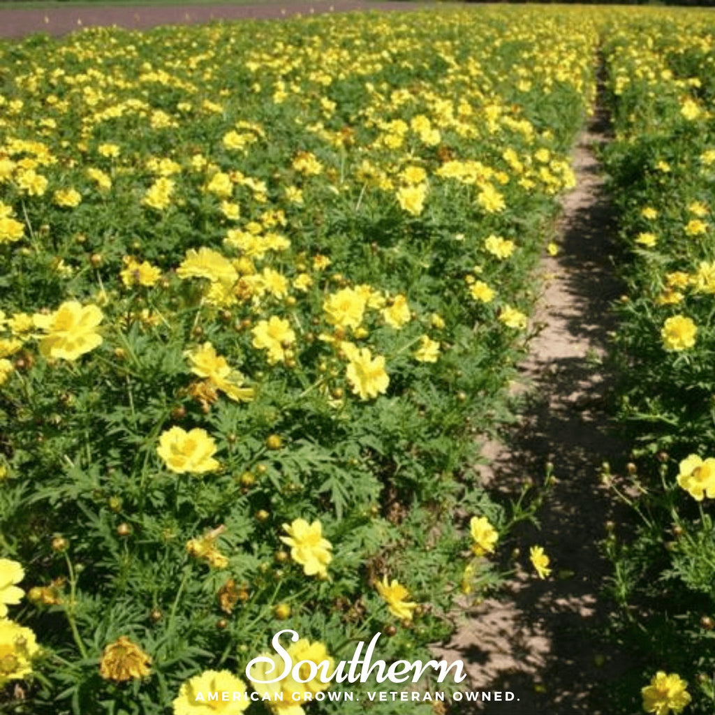 Lemon Sulphur Dwarf Cosmos – 100 Seeds | | Wiccan Center