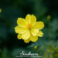 Lemon Sulphur Dwarf Cosmos – 100 Seeds | | Wiccan Center