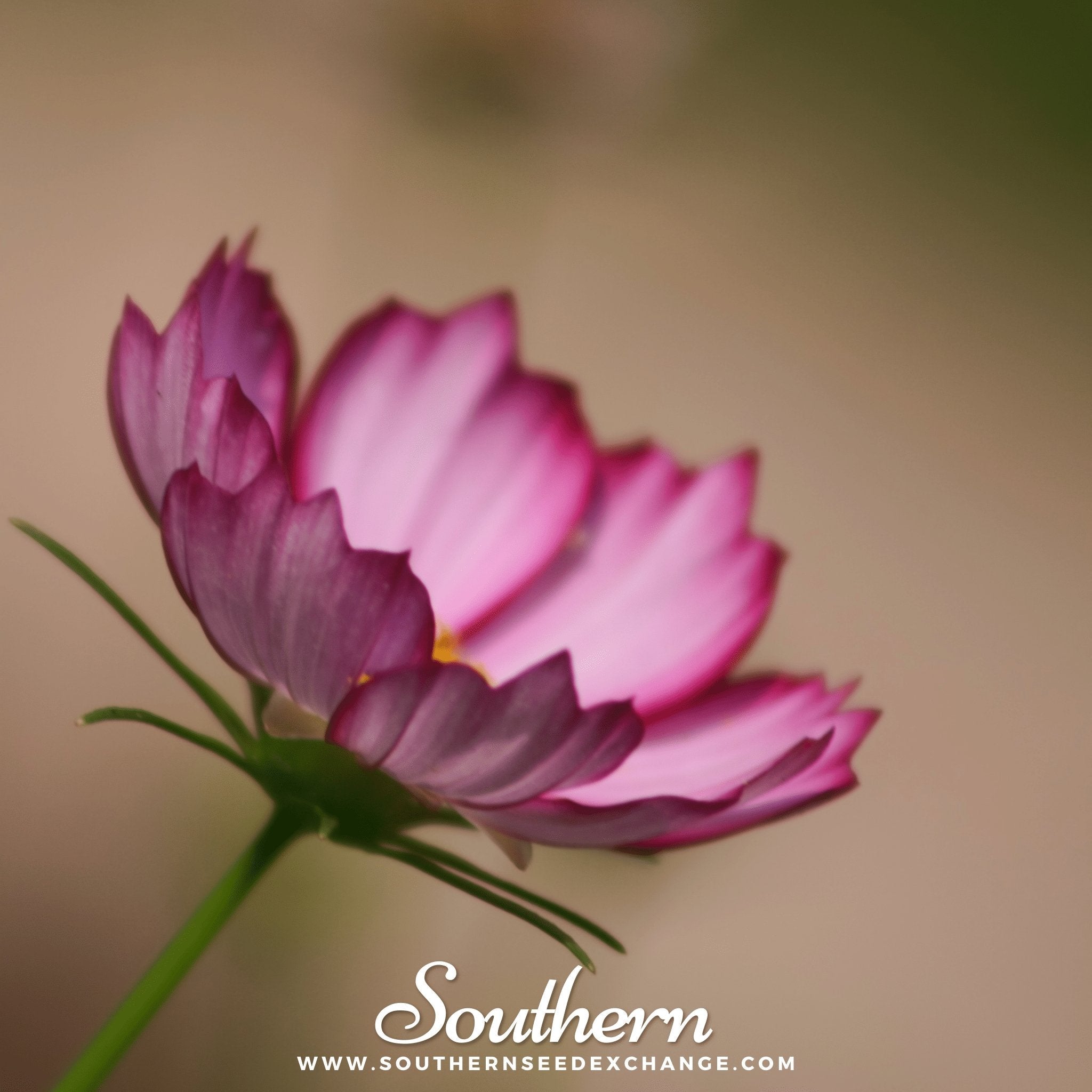 Picotee Cosmos – 100 Seeds | | Wiccan Center