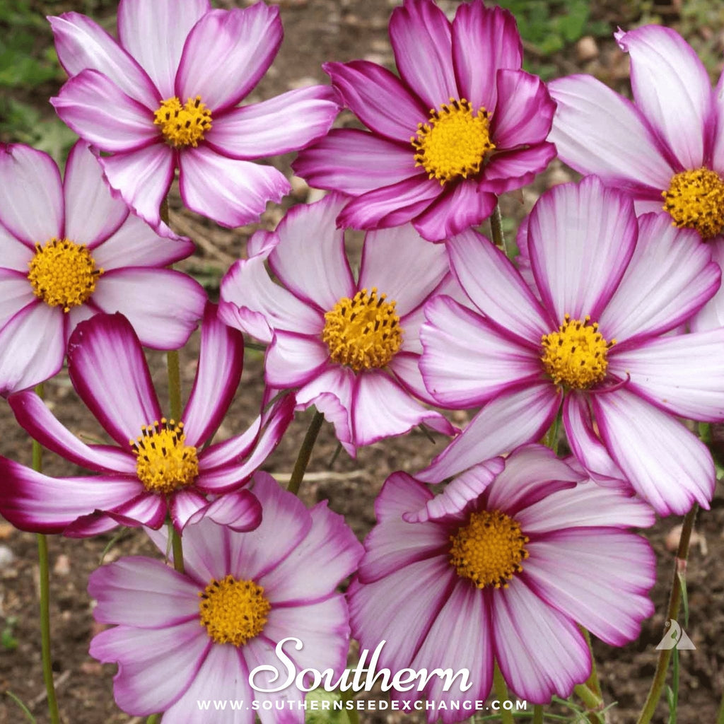 Picotee Cosmos – 100 Seeds | | Wiccan Center