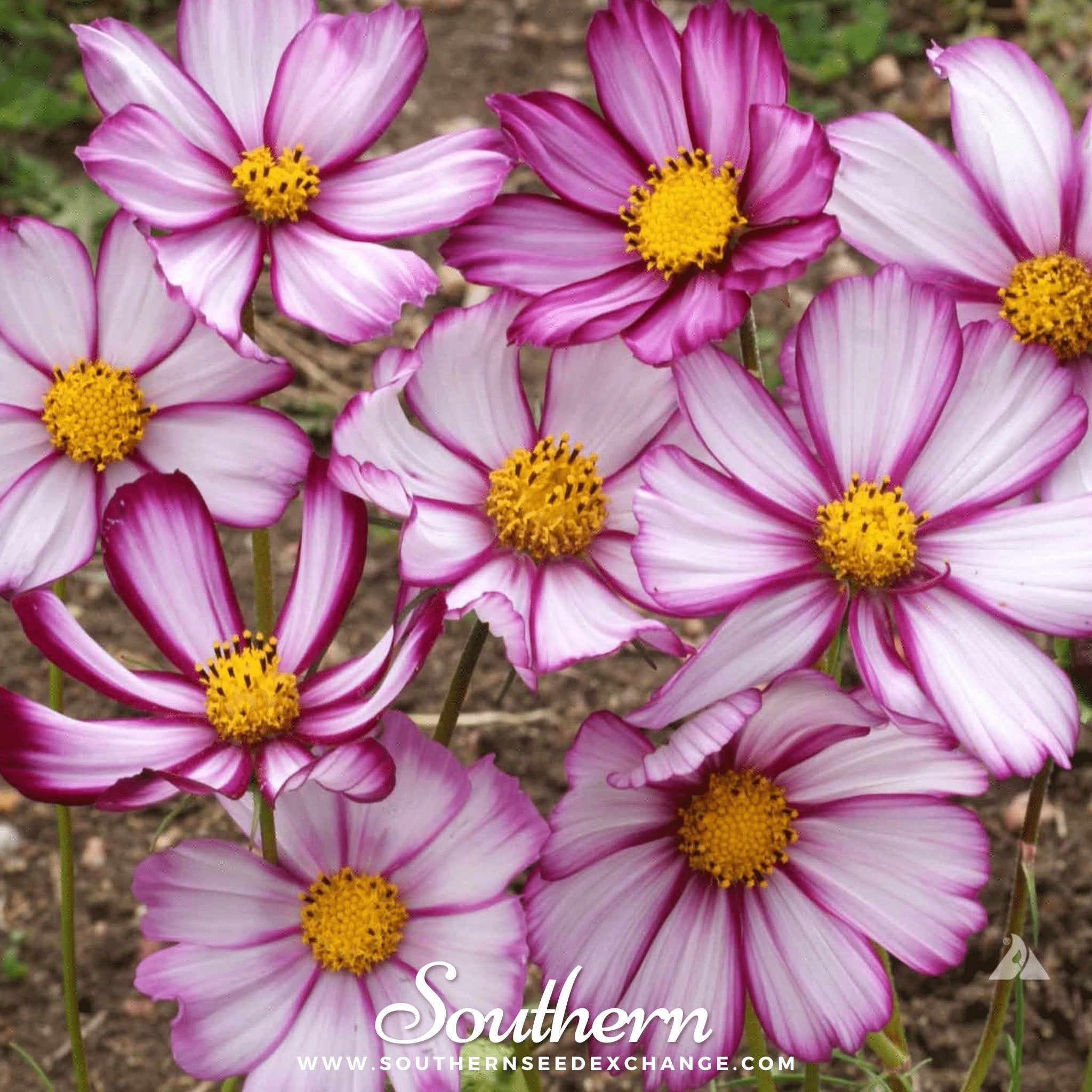 Picotee Cosmos – 100 Seeds | | Wiccan Center