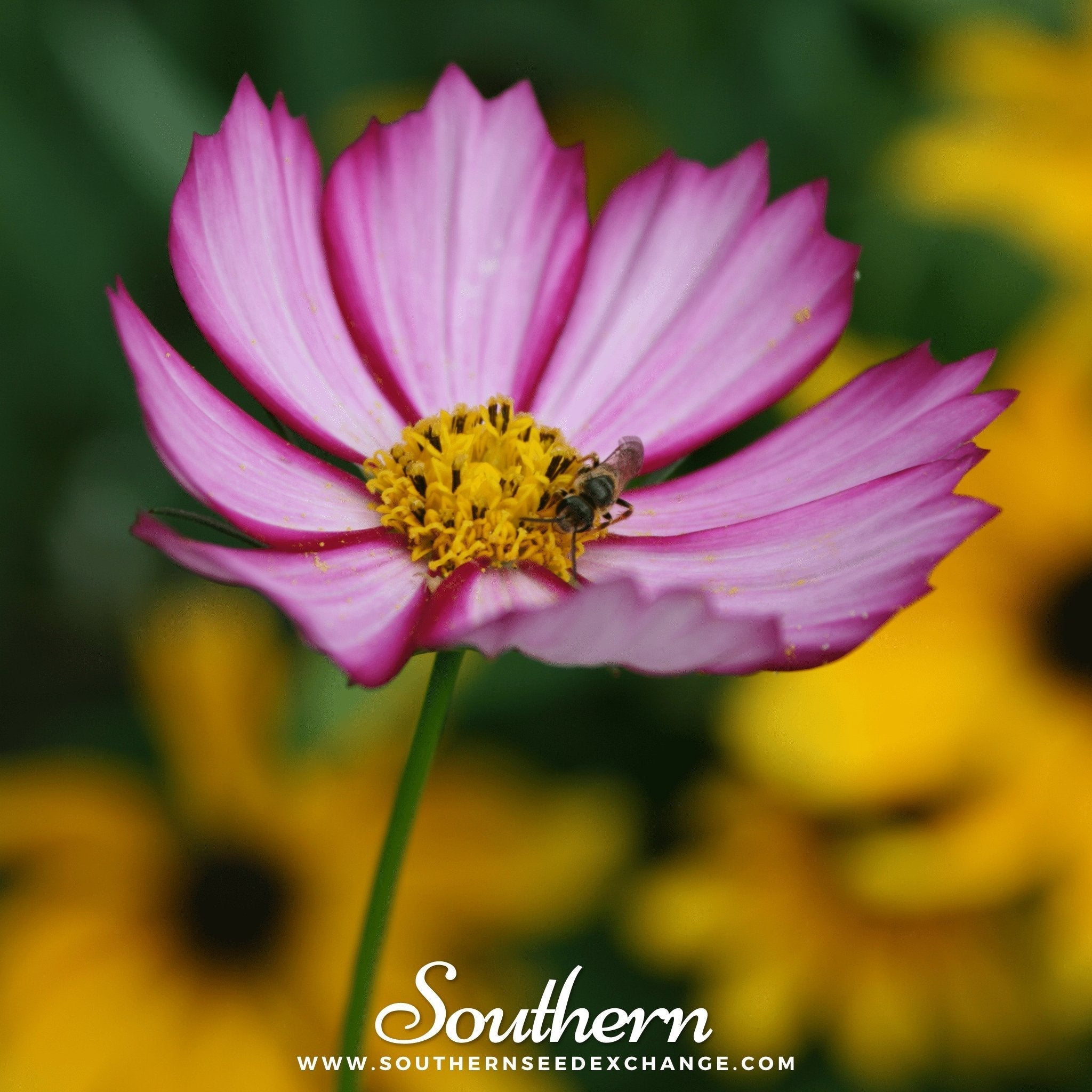 Picotee Cosmos – 100 Seeds | | Wiccan Center
