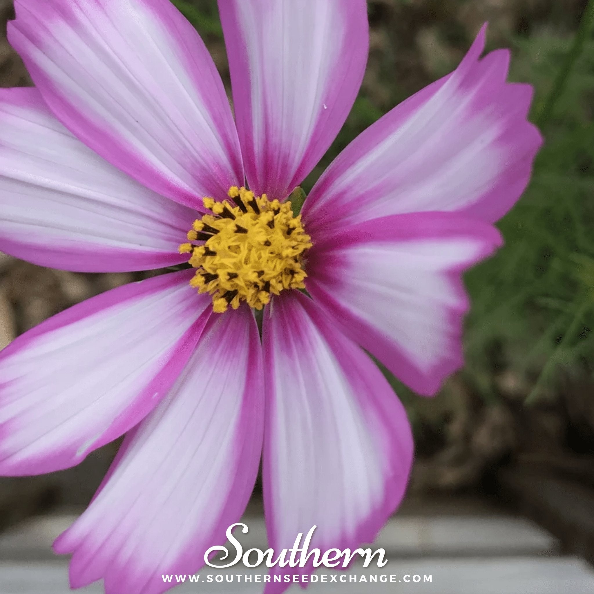 Picotee Cosmos – 100 Seeds | | Wiccan Center
