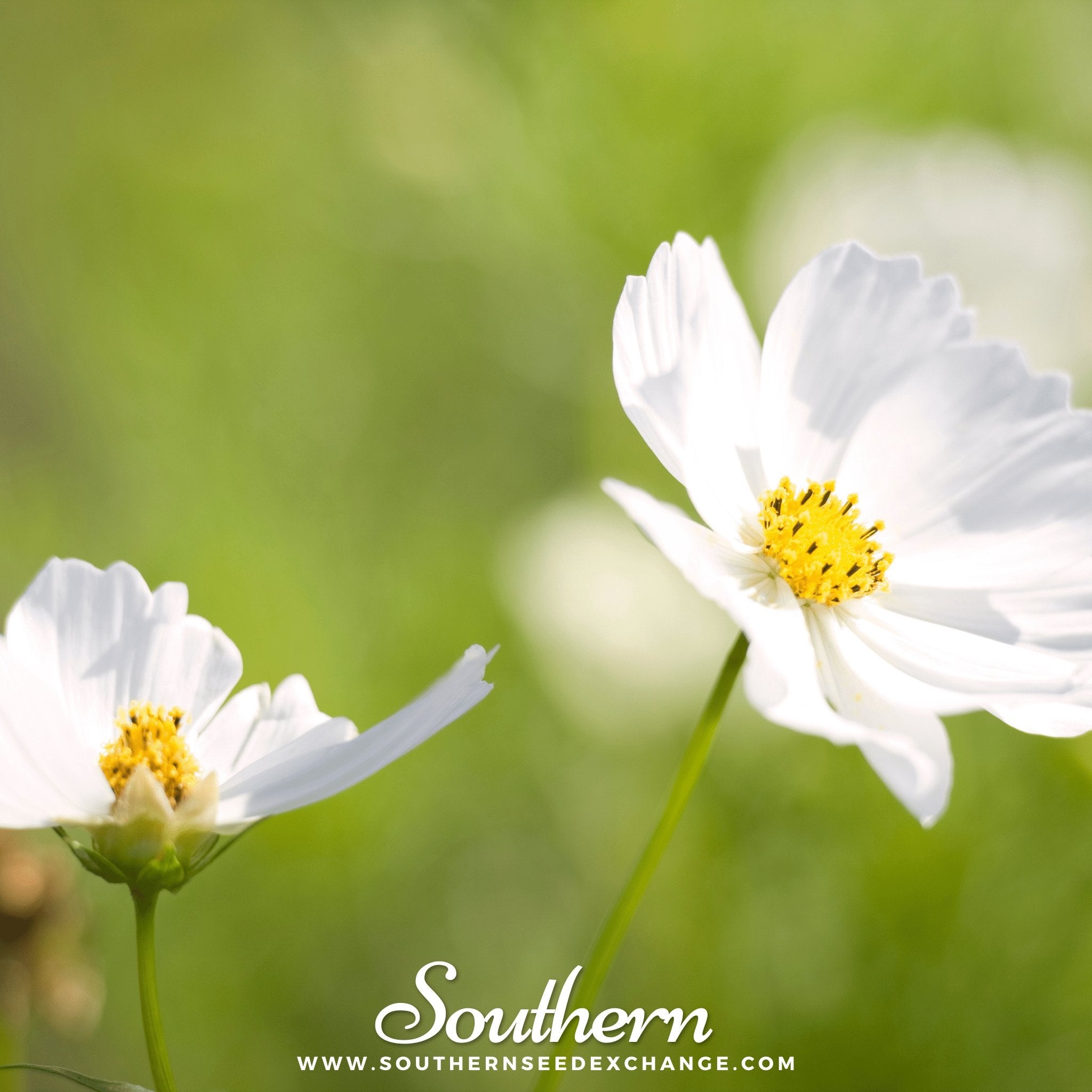 Purity Cosmos – 100 Seeds | | Wiccan Center