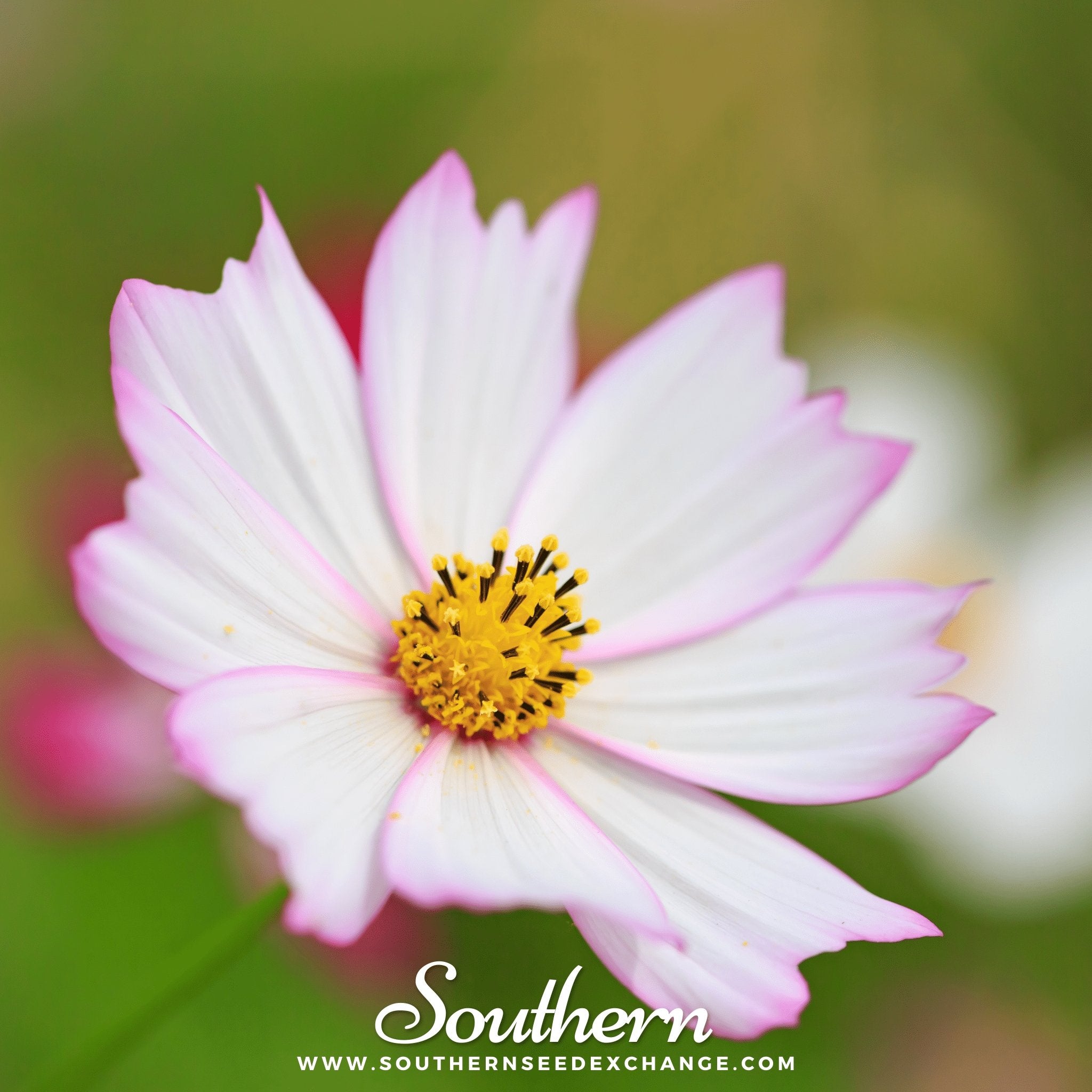Purity Cosmos – 100 Seeds | | Wiccan Center