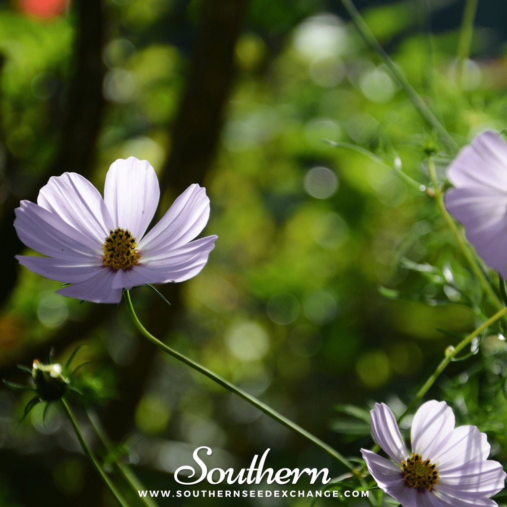 Purity Cosmos – 100 Seeds | | Wiccan Center
