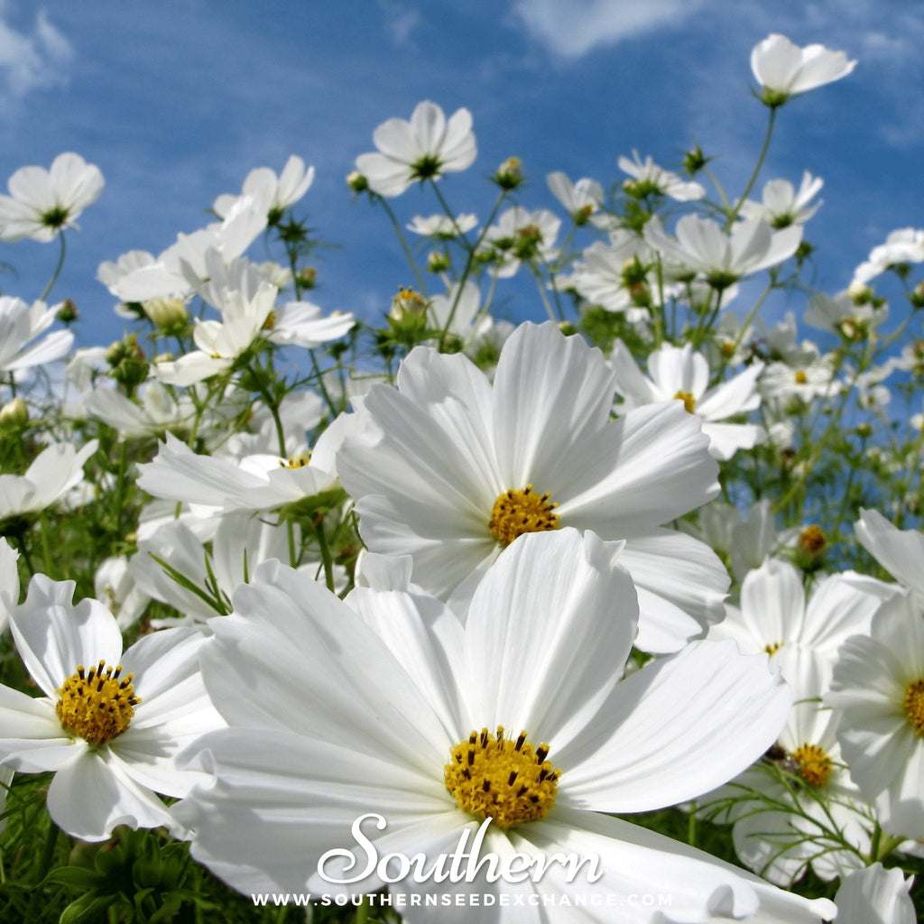Purity Cosmos – 100 Seeds | | Wiccan Center