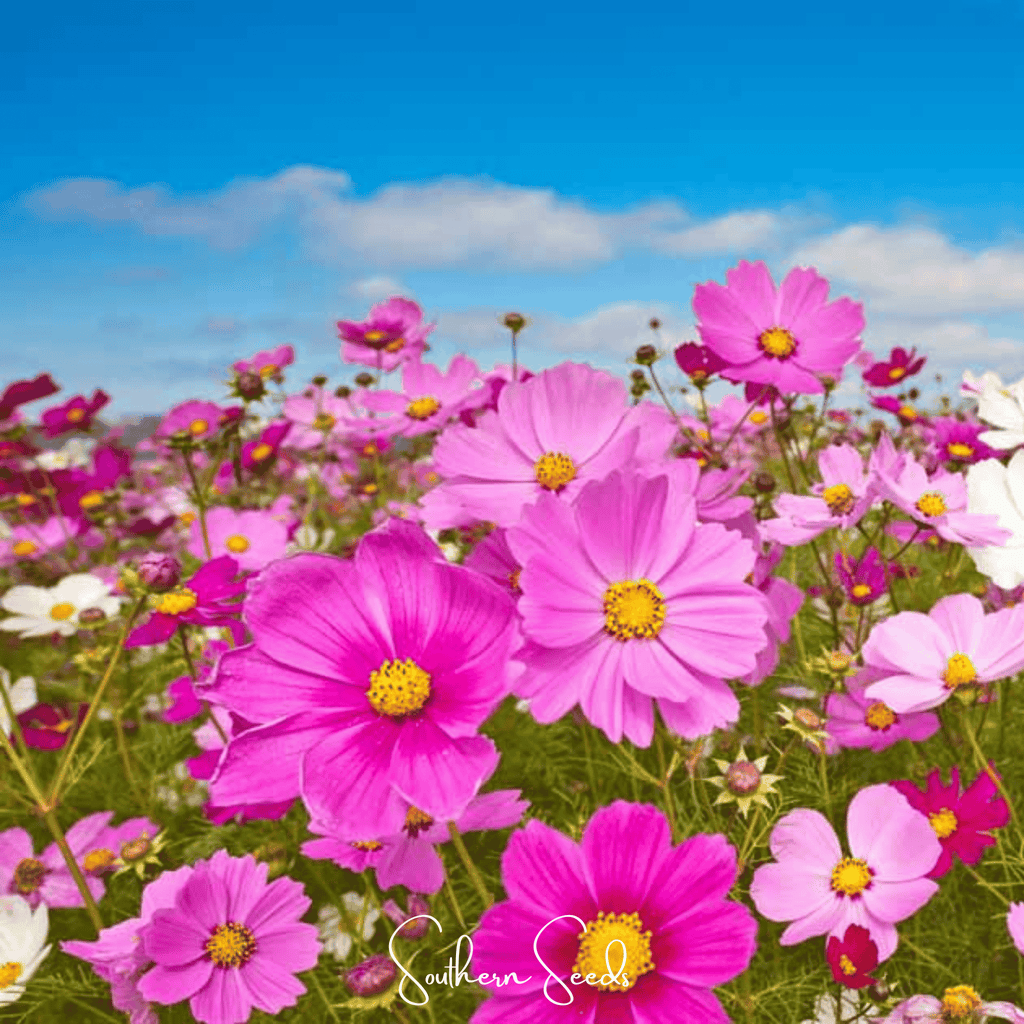 Radiance Cosmos – 100 Seeds | Seeds | Wiccan Center