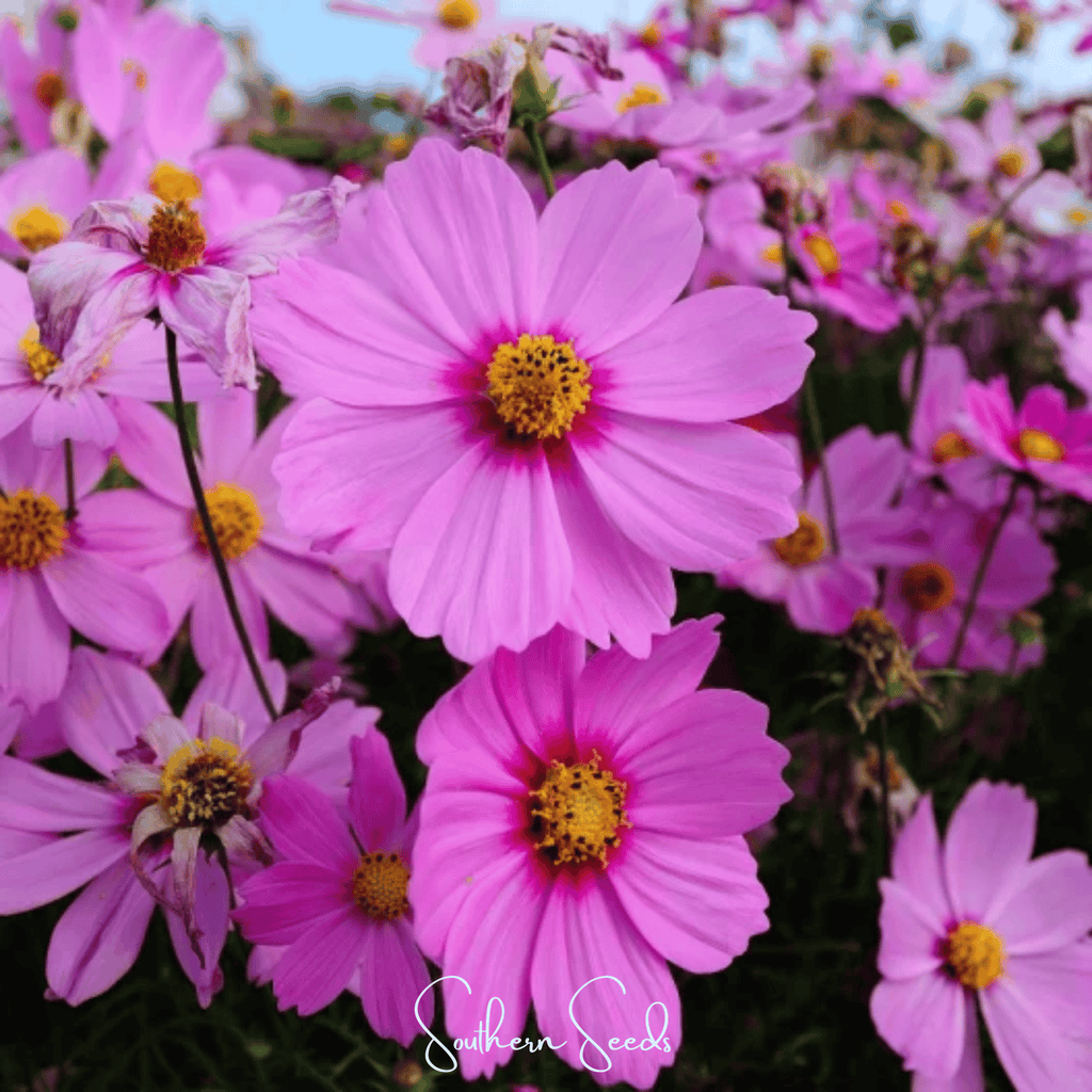 Radiance Cosmos – 100 Seeds | Seeds | Wiccan Center