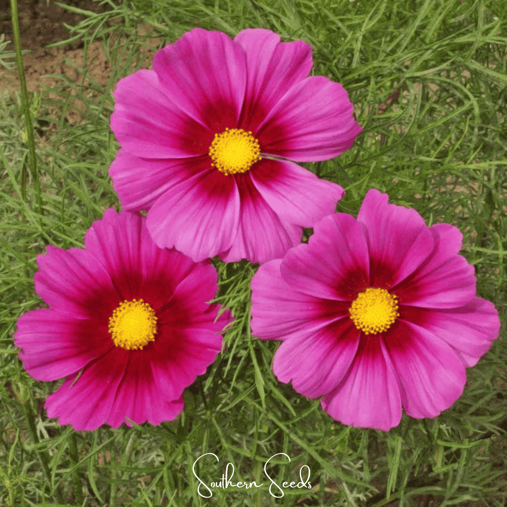 Radiance Cosmos – 100 Seeds | Seeds | Wiccan Center