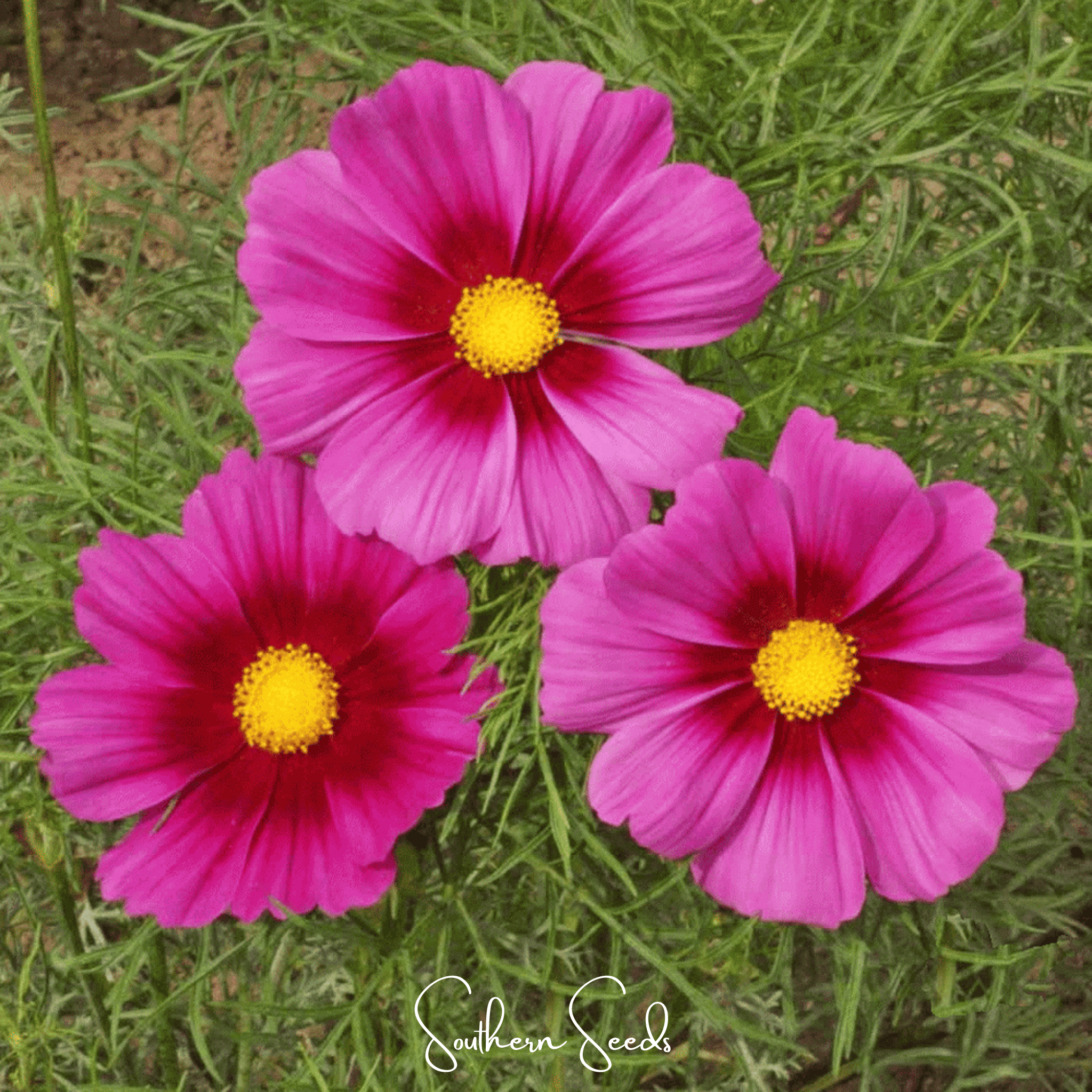 Radiance Cosmos – 100 Seeds | Seeds | Wiccan Center