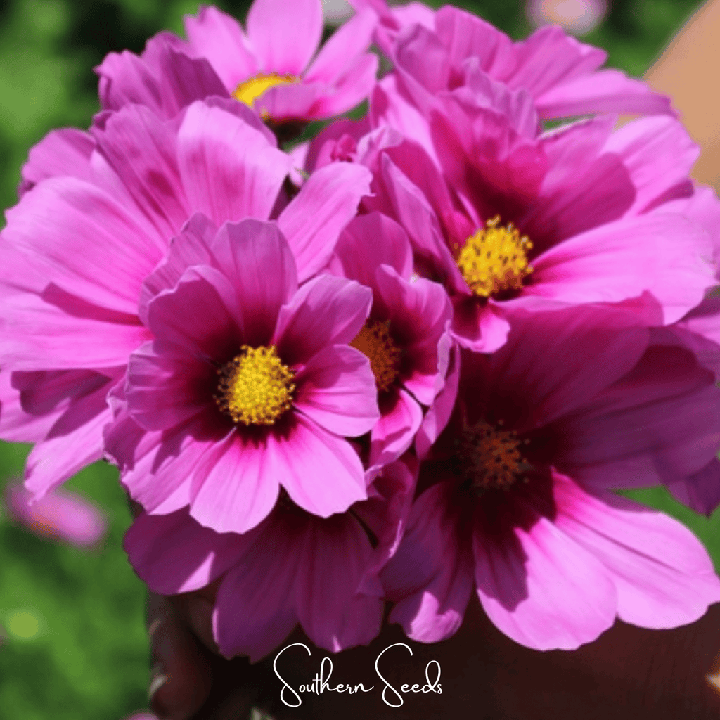 Radiance Cosmos – 100 Seeds | Seeds | Wiccan Center