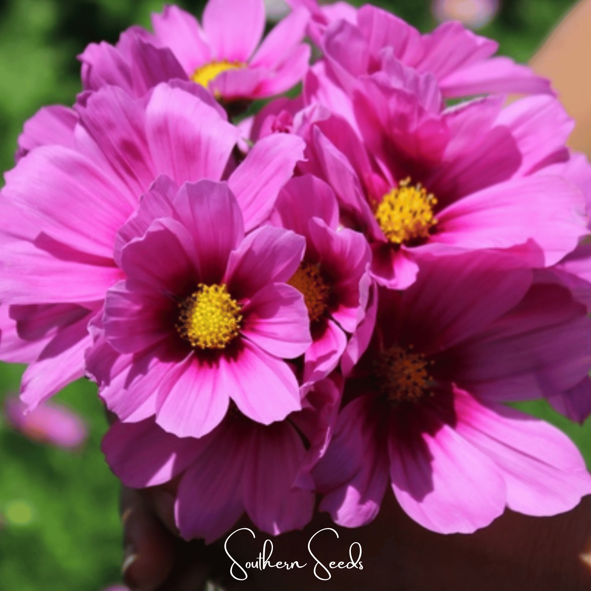 Radiance Cosmos – 100 Seeds | Seeds | Wiccan Center