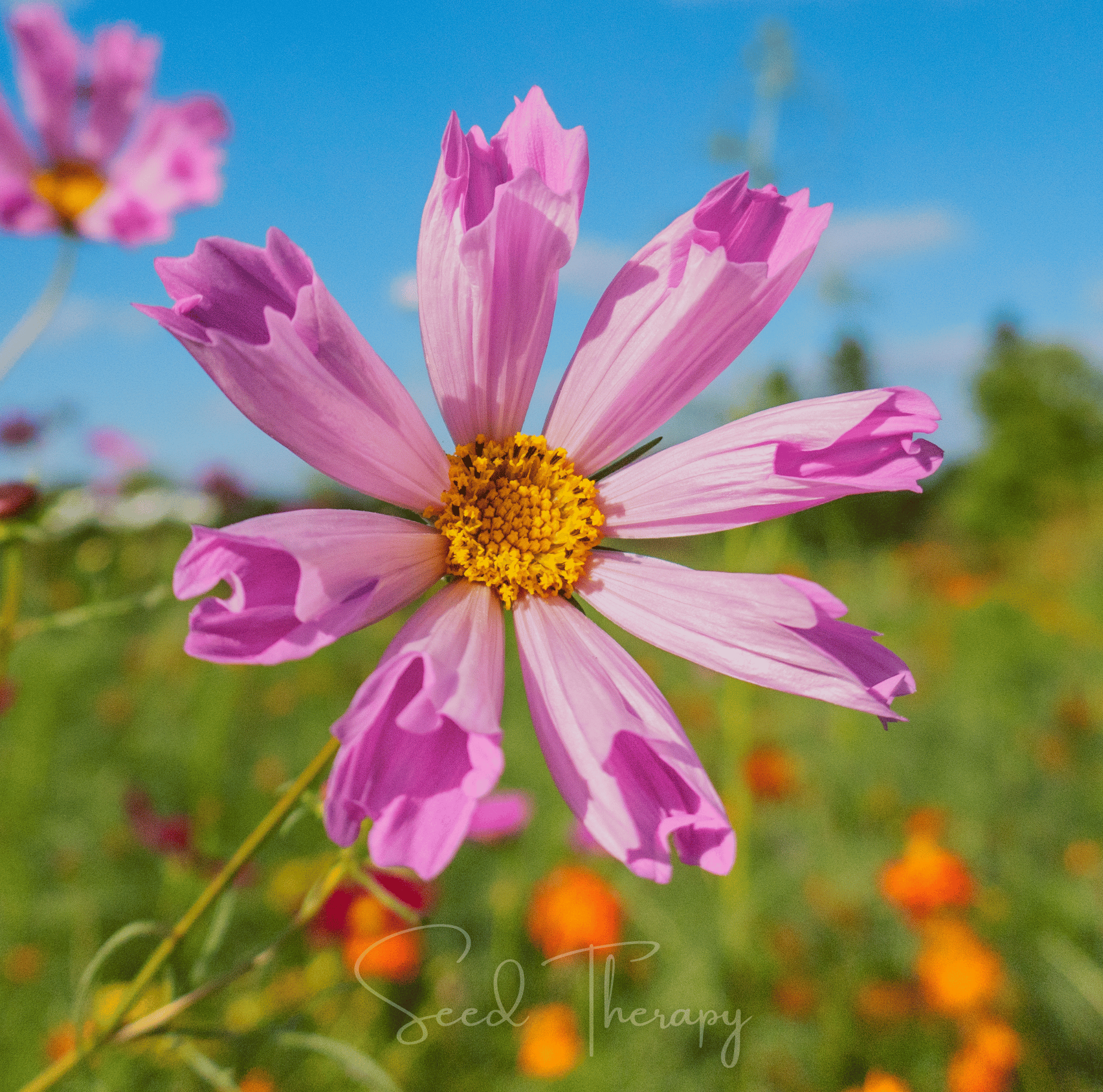 Sea Shells Cosmos – 100 Seeds | Seeds | Wiccan Center