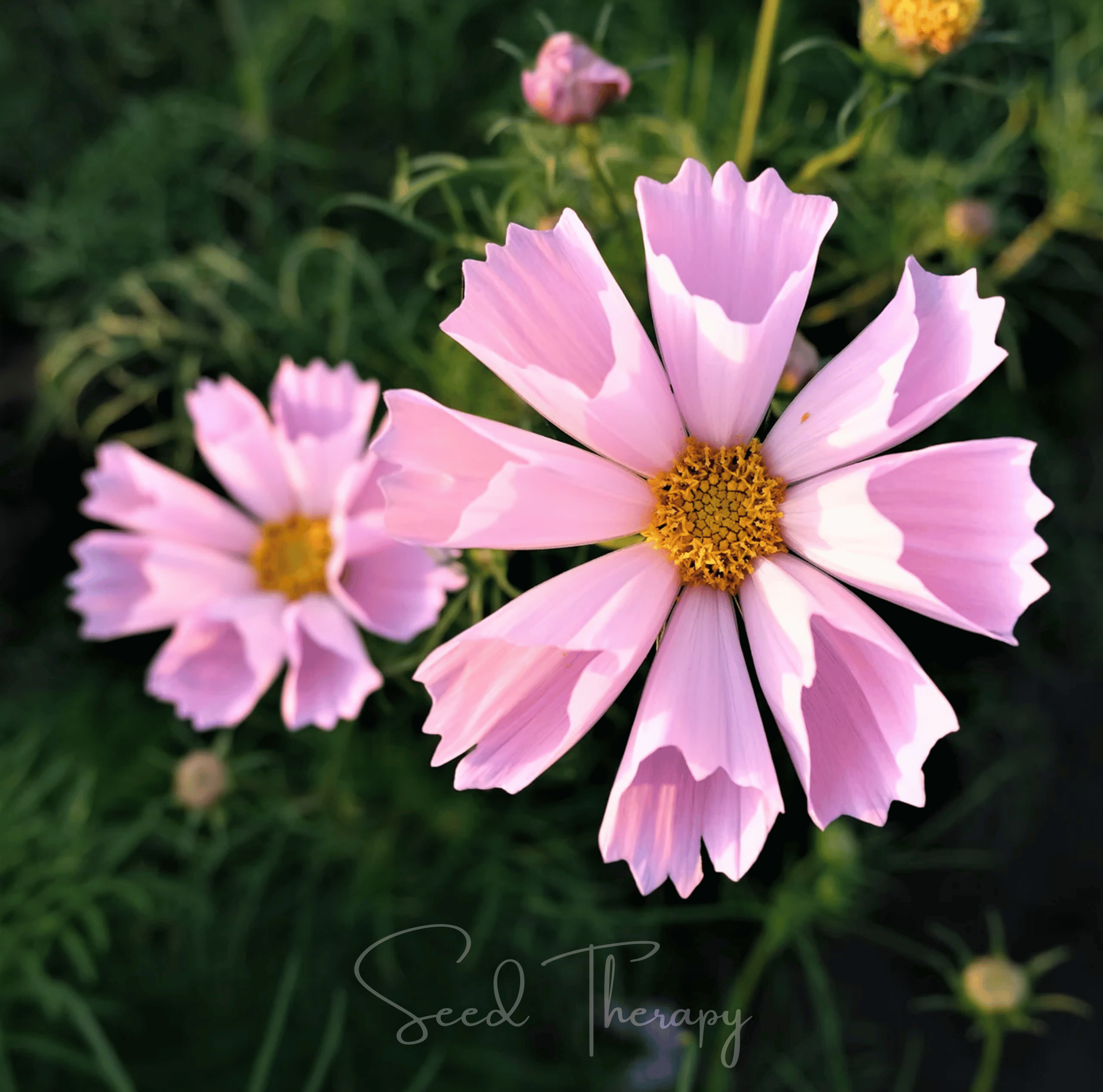Sea Shells Cosmos – 100 Seeds | Seeds | Wiccan Center