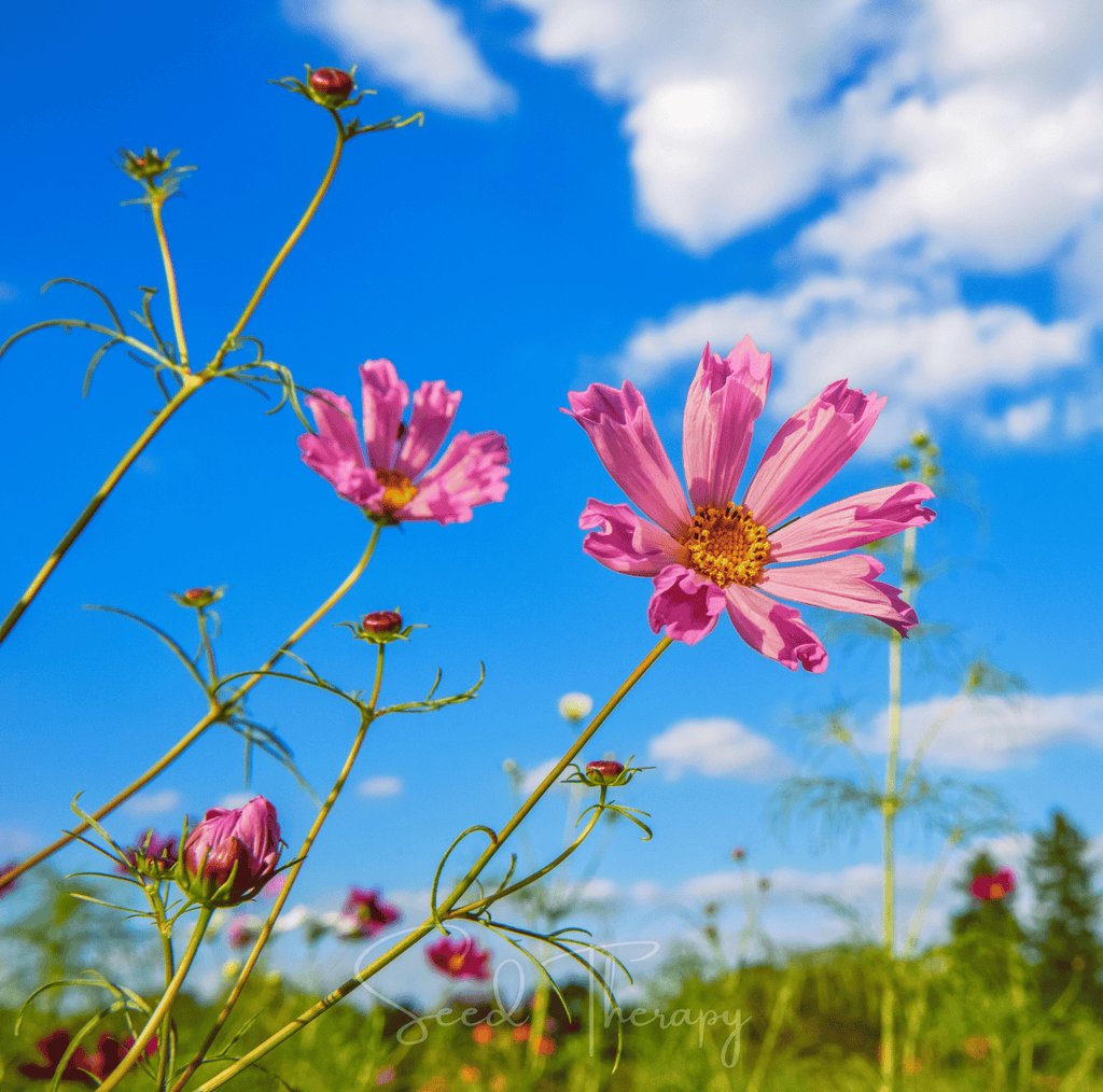 Sea Shells Cosmos – 100 Seeds | Seeds | Wiccan Center