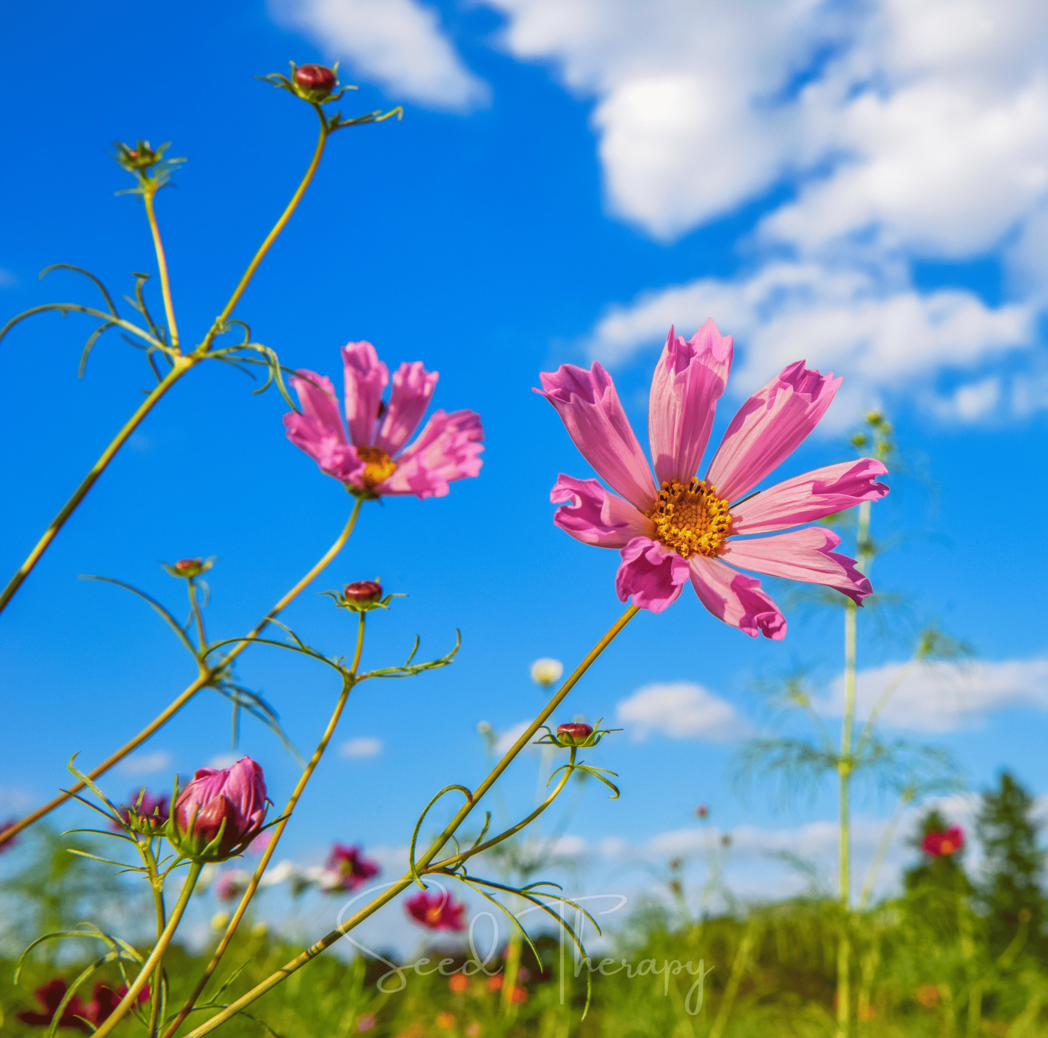 Sea Shells Cosmos – 100 Seeds | Seeds | Wiccan Center