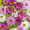 Sea Shells Cosmos – 100 Seeds | Seeds | Wiccan Center