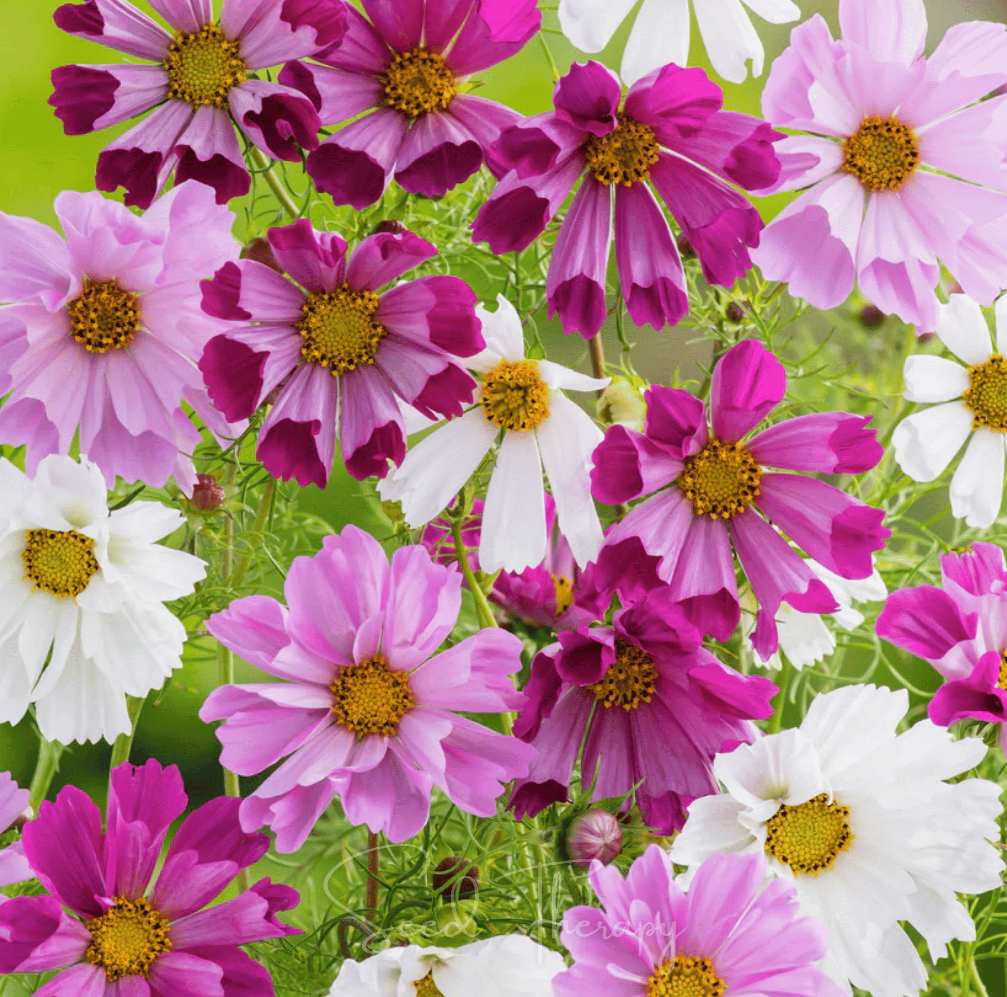 Sea Shells Cosmos – 100 Seeds | Seeds | Wiccan Center