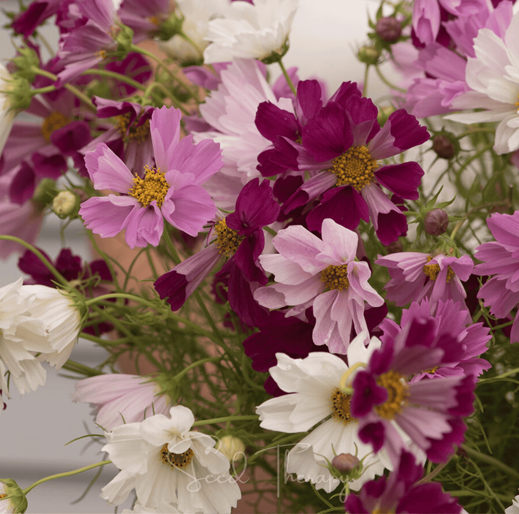 Sea Shells Cosmos – 100 Seeds | Seeds | Wiccan Center