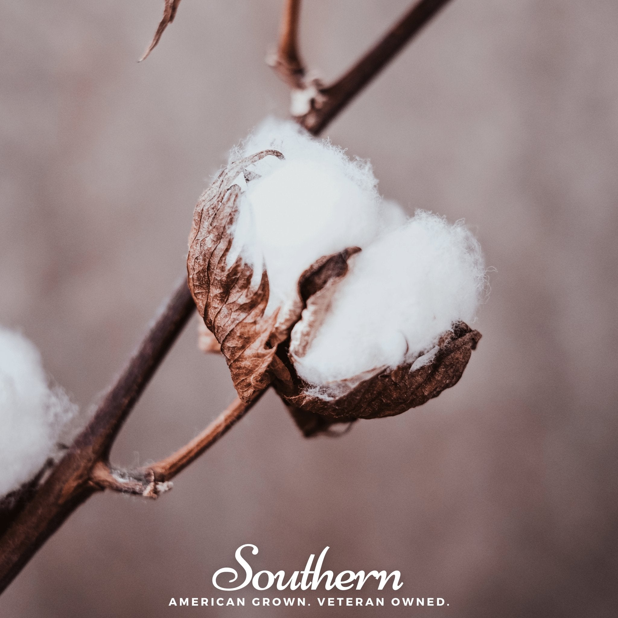 Upland Cotton – 20 Seeds | | Wiccan Center