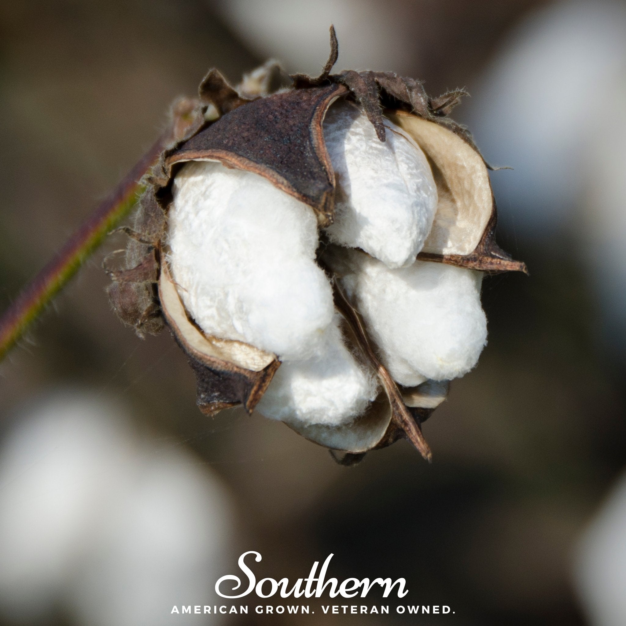 Upland Cotton – 20 Seeds | | Wiccan Center