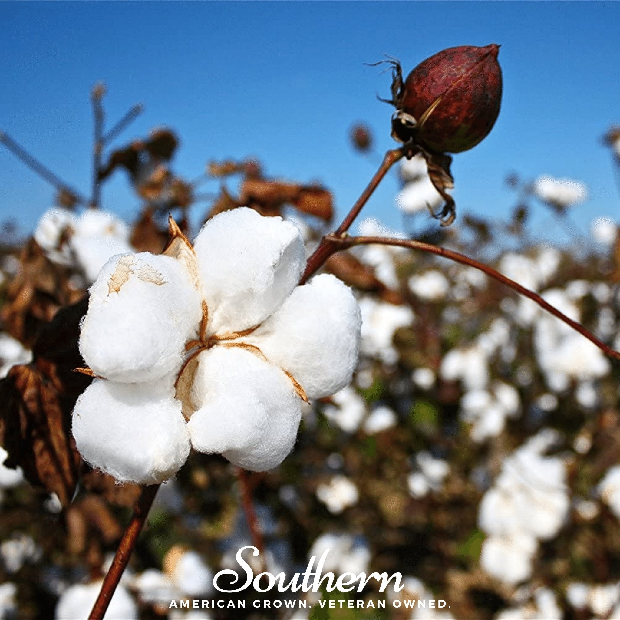 Upland Cotton – 20 Seeds | | Wiccan Center