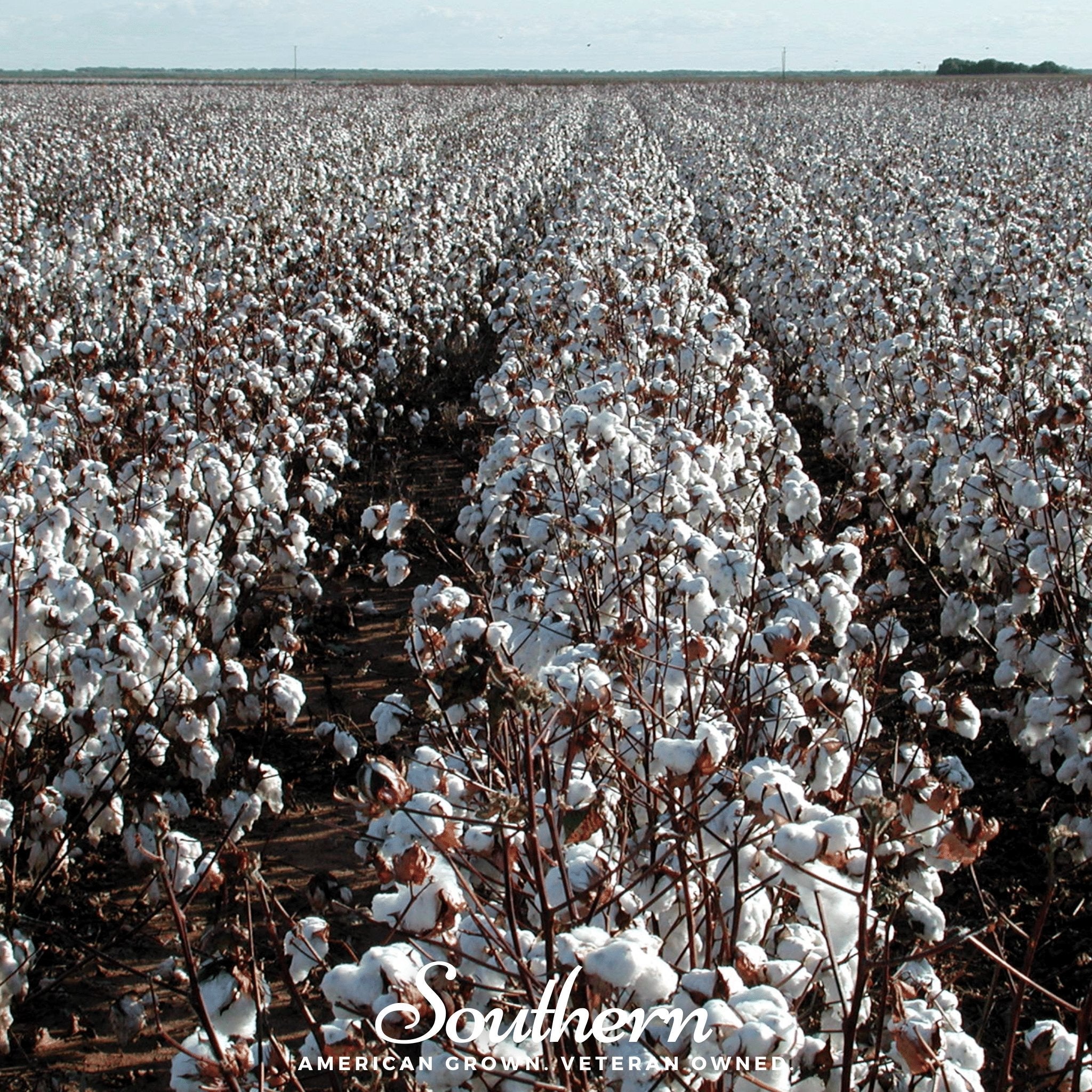 Upland Cotton – 20 Seeds | | Wiccan Center