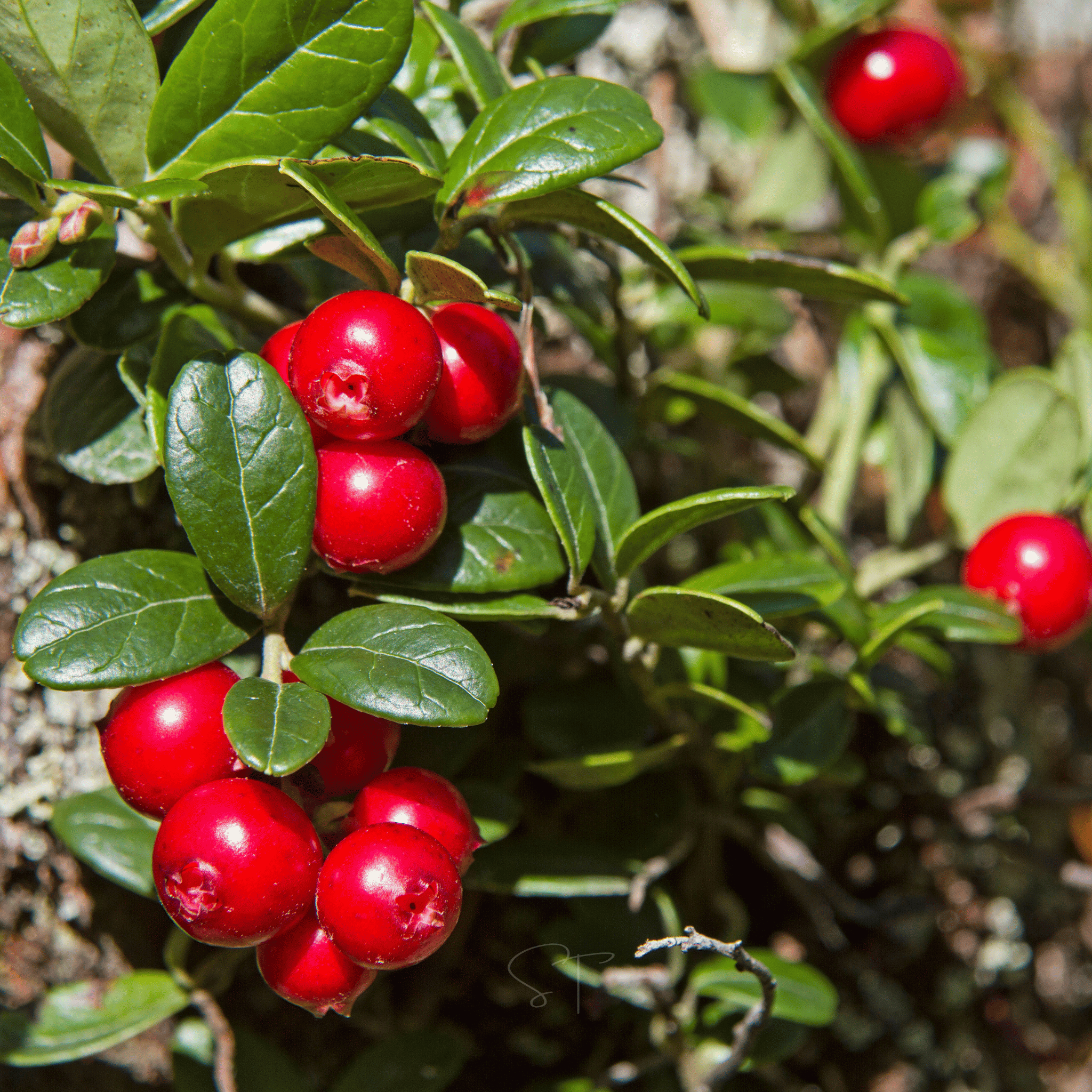 Cranberry, American – 50 Seeds | Seeds | Wiccan Center