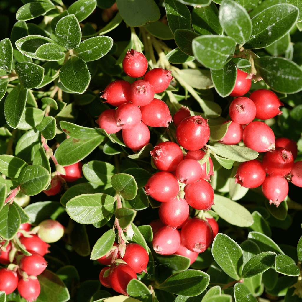 Cranberry, American – 50 Seeds | Seeds | Wiccan Center