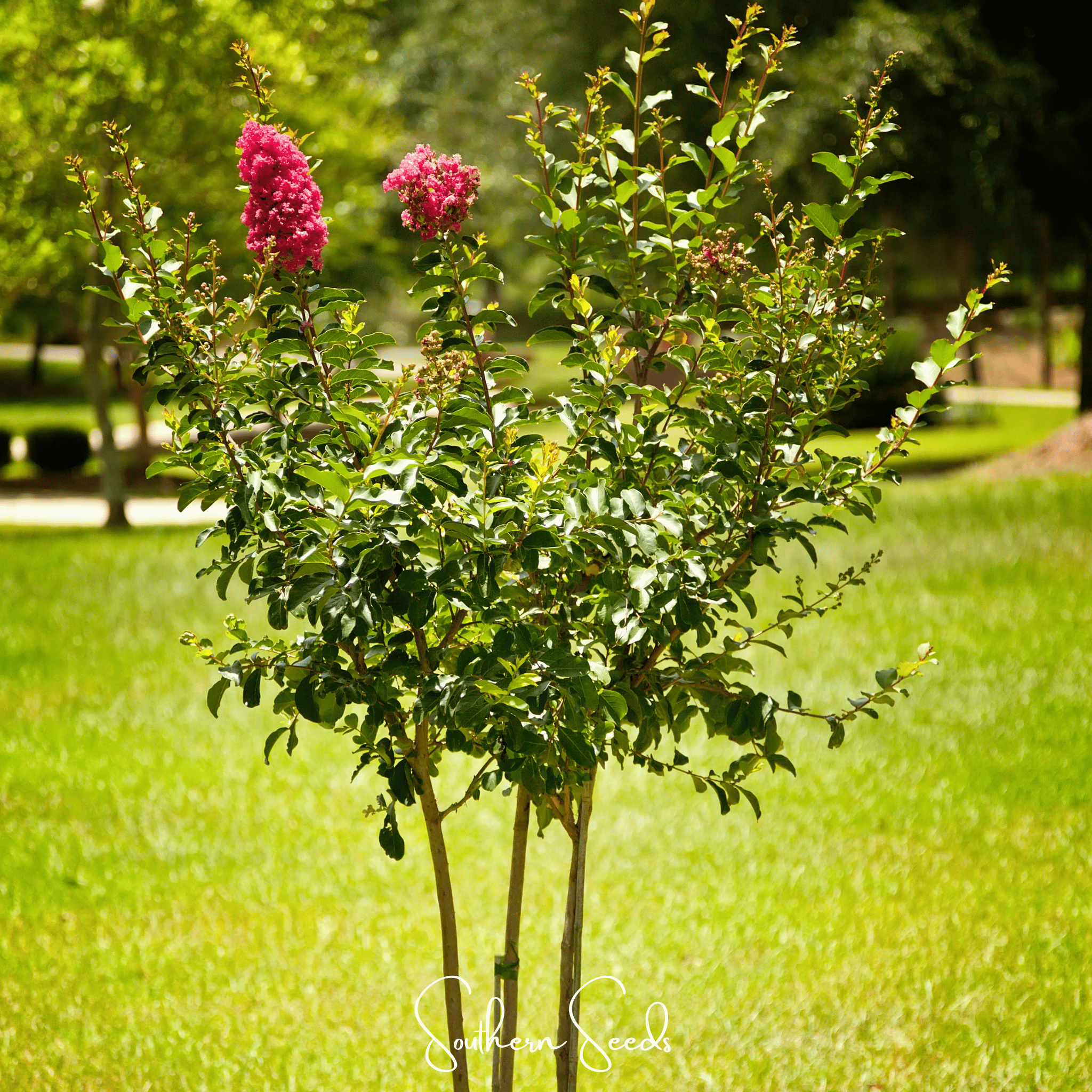 Crape Myrtle – 50 Seeds | Seeds | Wiccan Center