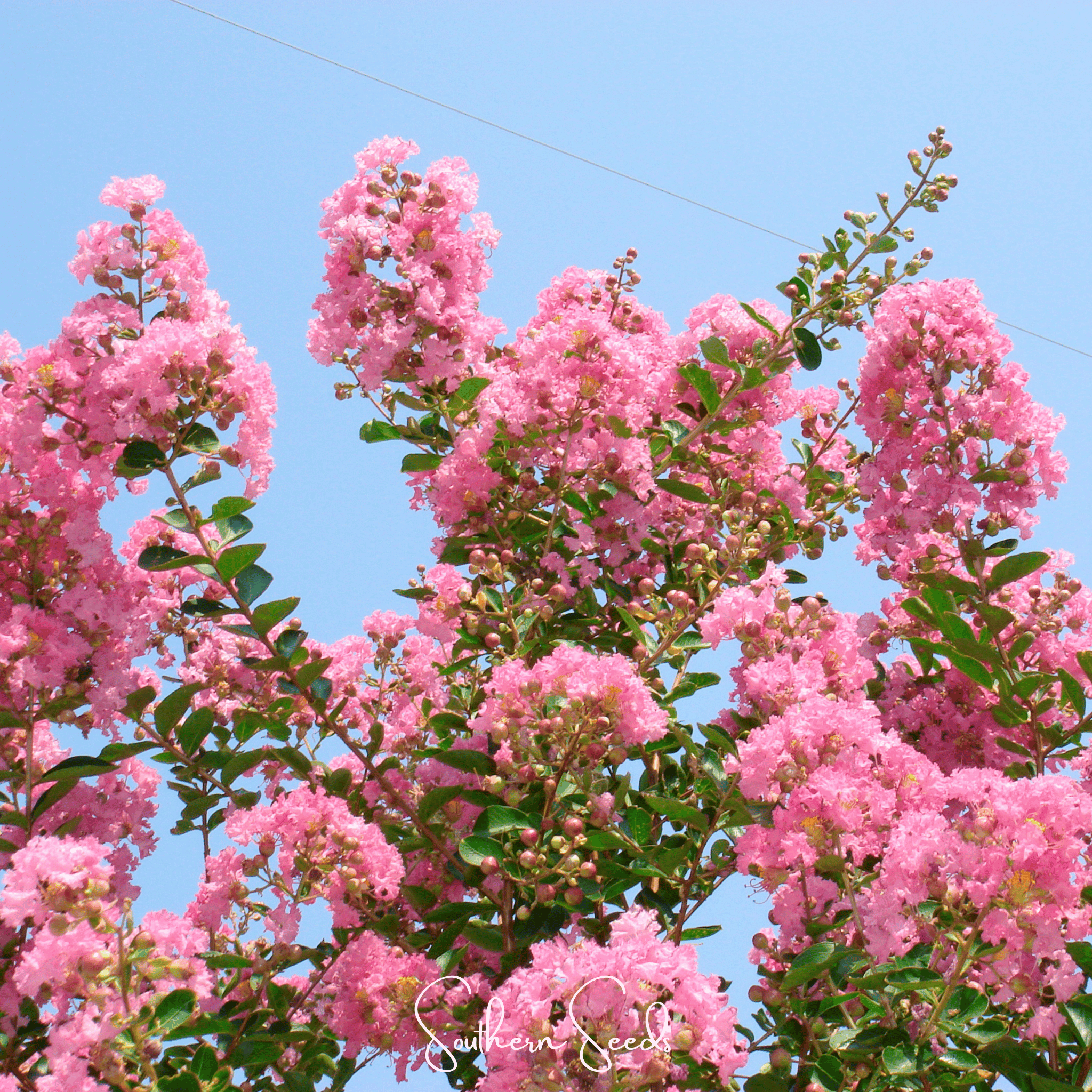 Crape Myrtle – 50 Seeds | Seeds | Wiccan Center