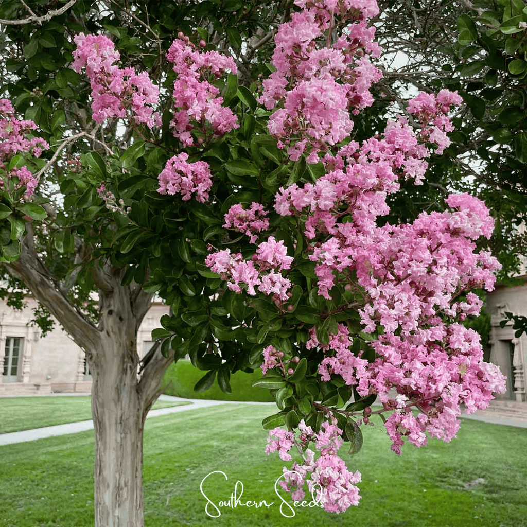 Crape Myrtle – 50 Seeds | Seeds | Wiccan Center