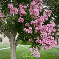 Crape Myrtle – 50 Seeds | Seeds | Wiccan Center