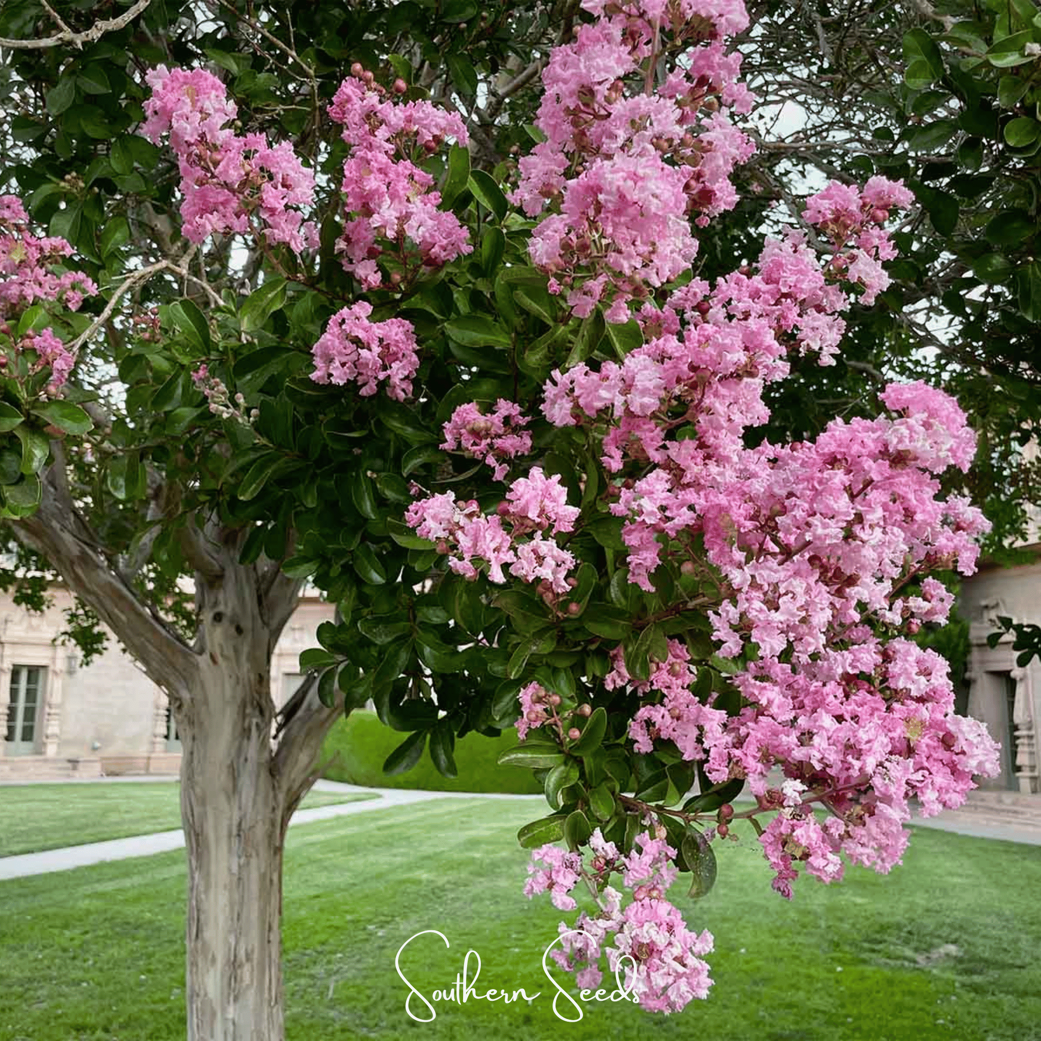 Crape Myrtle – 50 Seeds | Seeds | Wiccan Center