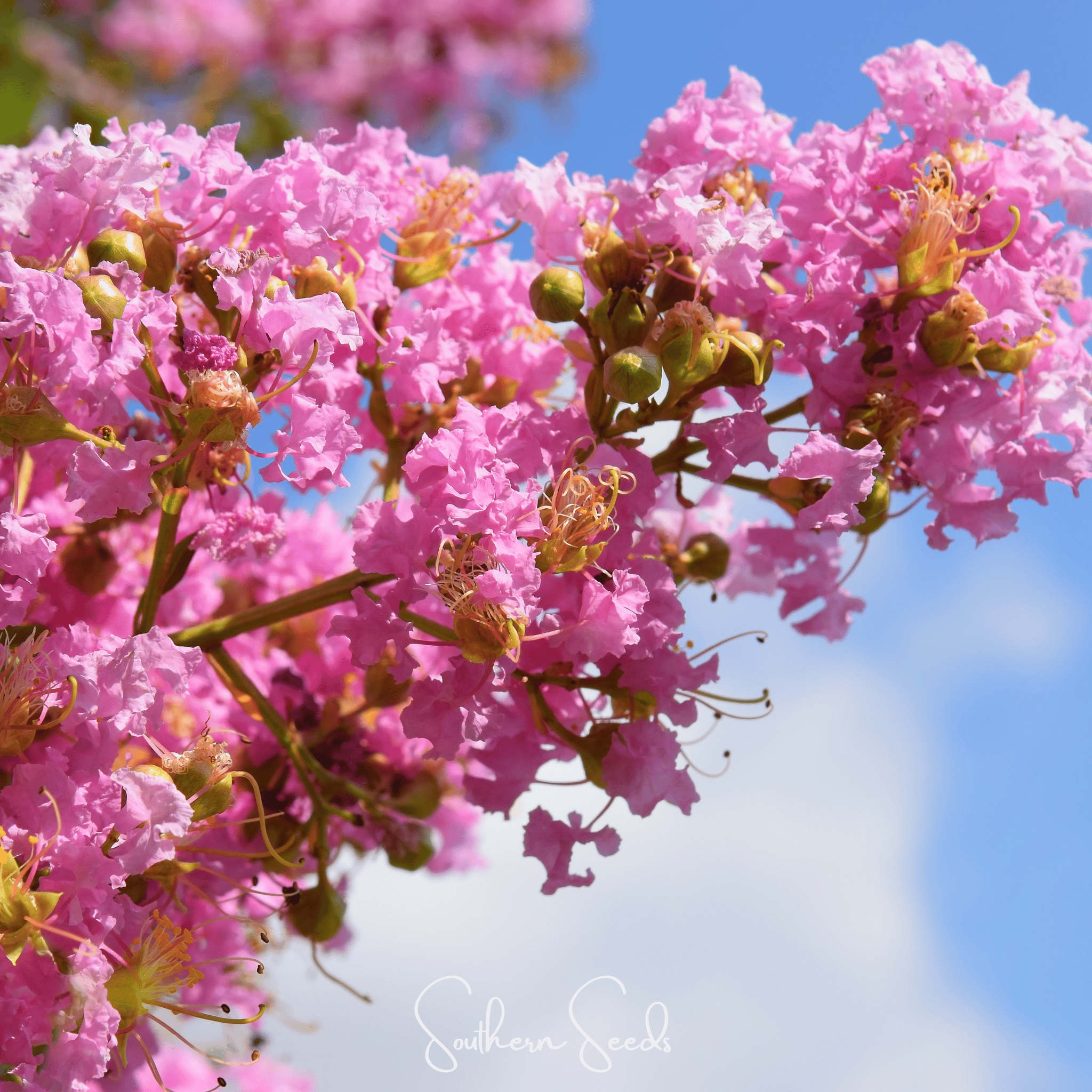 Crape Myrtle – 50 Seeds | Seeds | Wiccan Center