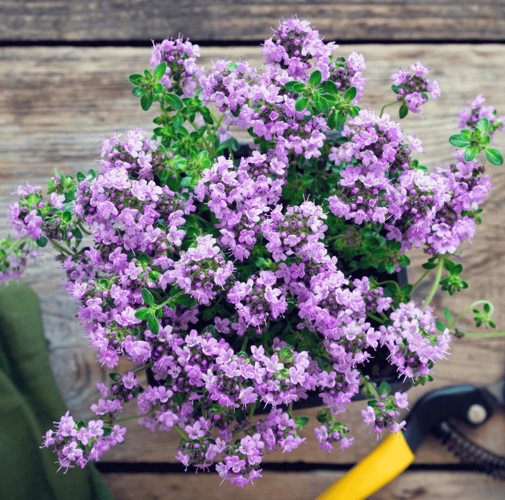 Creeping Thyme – 250 Seeds | | Wiccan Center